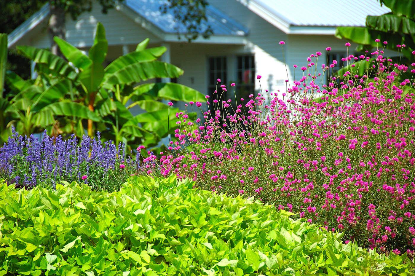 Fireworks gomphrena is tall and works well toward the back of the border. Here, it is complemented by the spiky blue blooms of Velocity salvia and the lime green leaves of ornamental sweet potato. (Photo by Norman Winter)