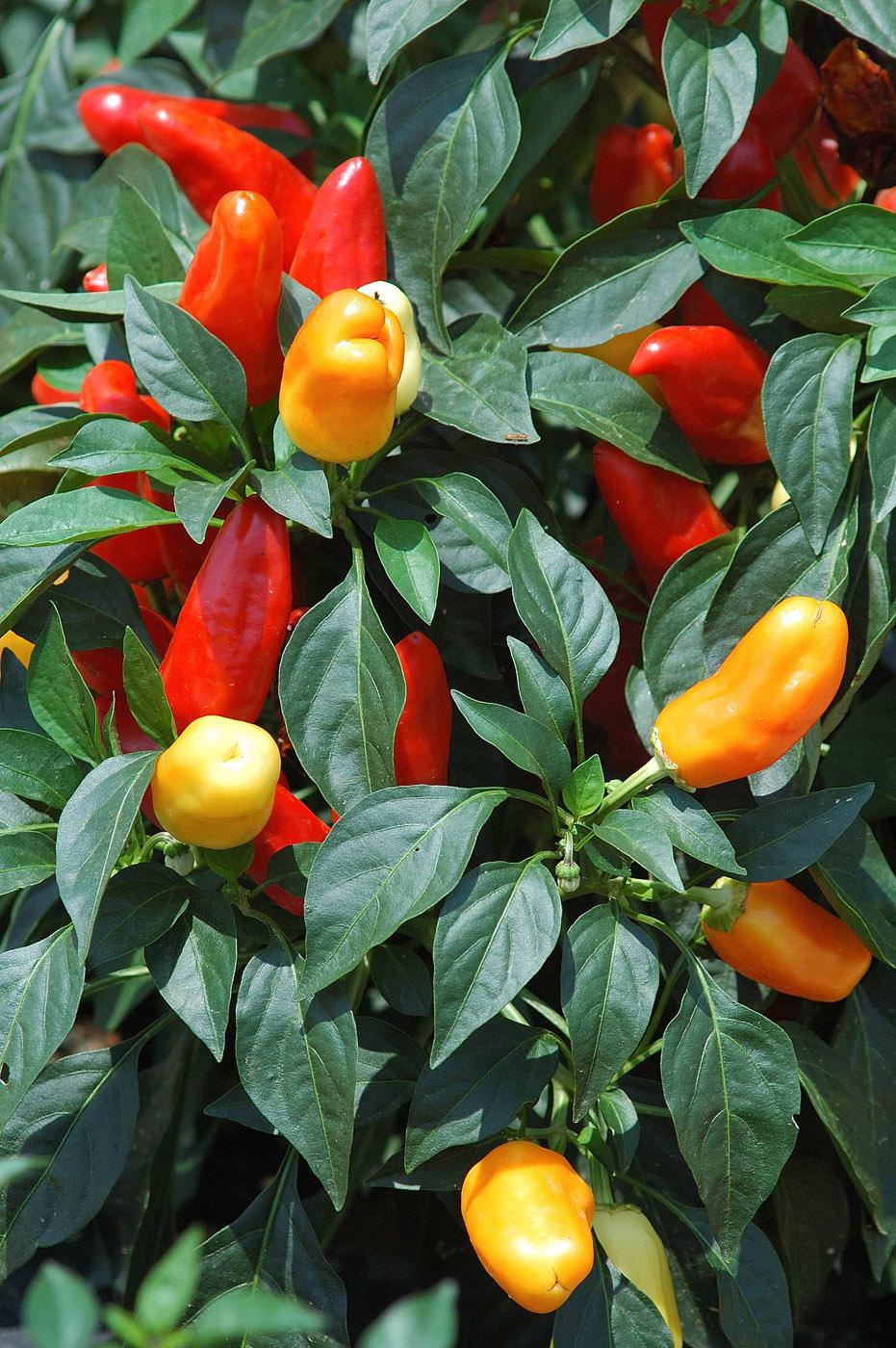 Sweet Pickle pepper has 2-inch-long fruit that resembles the big and bold old-fashioned Christmas tree lights. Its fruit is sweet rather than hot, and the plant loads up with a bounty of red, orange, yellow and purple fruit all at one time.