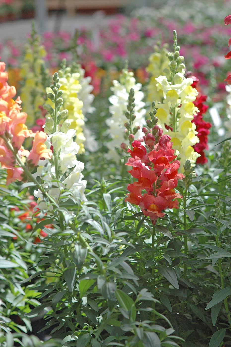 Snapdragons steal the show in landscapes. Improved breeding has made these flowers surprisingly tough. In zones 7 and warmer, gardeners plant them in the fall as pansy partners. They are planted in late winter to early spring in colder areas for riotous colors almost all summer. (Photo by Norman Winter)