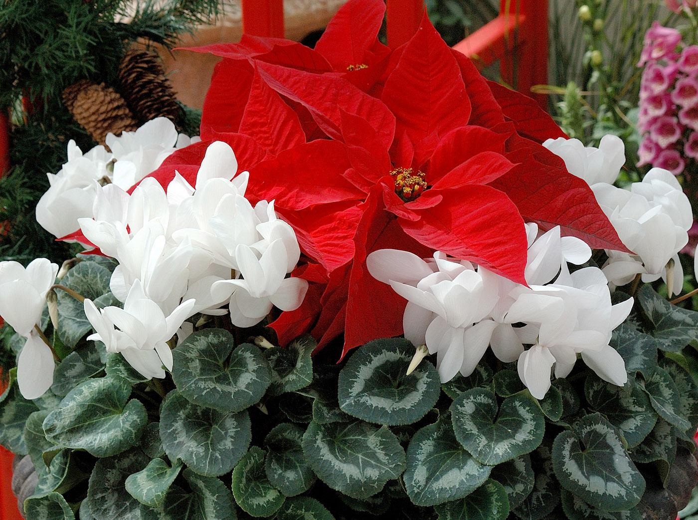 One of the showiest partnerships comes from combining the poinsettia with cyclamen, which come in several shades of red, pink, white, purple and extraordinarily beautiful variegated foliage.
