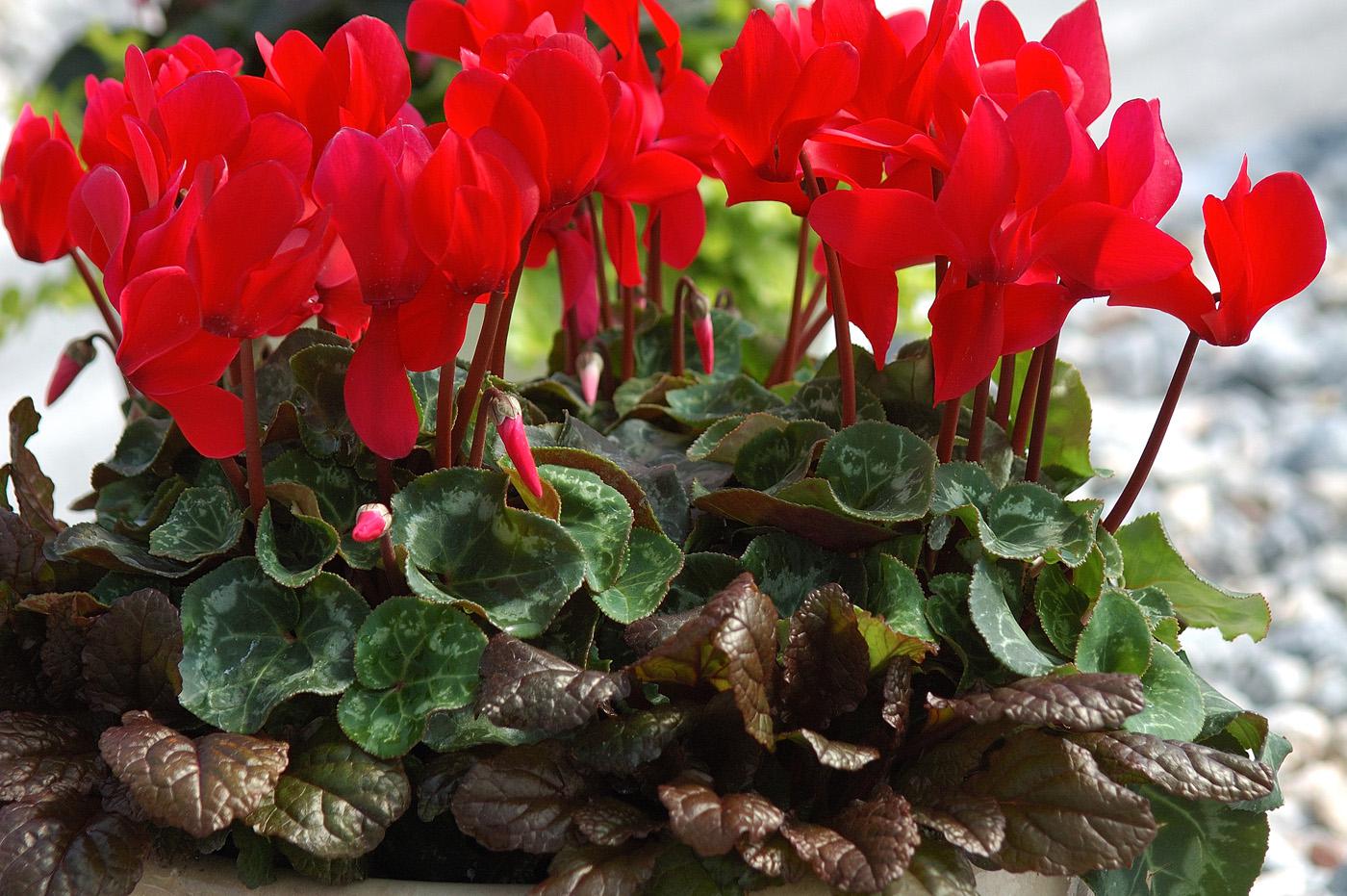 Ajuga can be a good companion for cyclamen. Avoid highly variegated forms that could clash. Instead, look for the chocolate-colored leaf selections that provide just the right amount of pizzazz.