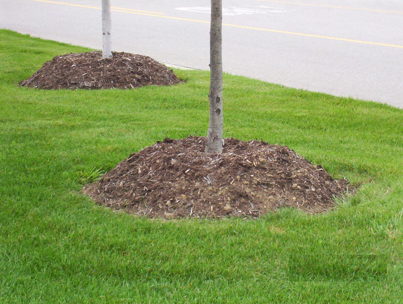 is mulch good or bad for trees