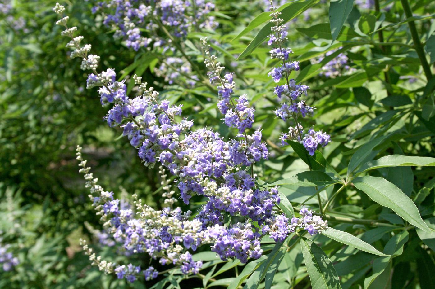 The Chastetree's flower color varies from lavender to lilac to pale violet and the tiny flowers bloom in small clusters that come together to form larger arrangements. (Photo by Gary Bachman)