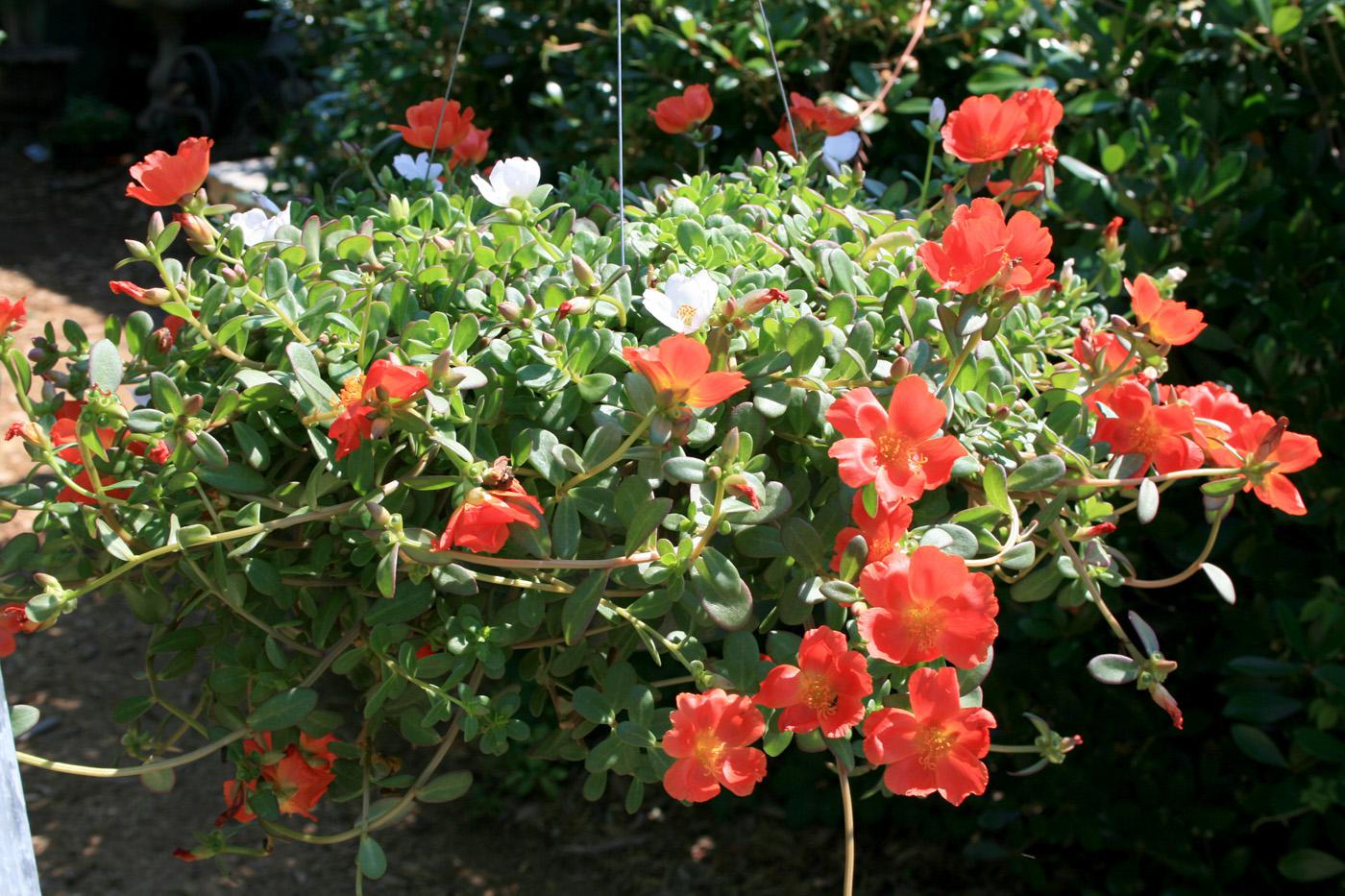 New varieties of purslane give this old plant new uses in the landscape. This hanging basket of Rio Scarlet and Rio White takes advantage of purslane's spreading and trailing characteristics and its ability to thrive in high summer temperatures. (Photo by Gary Bachman)