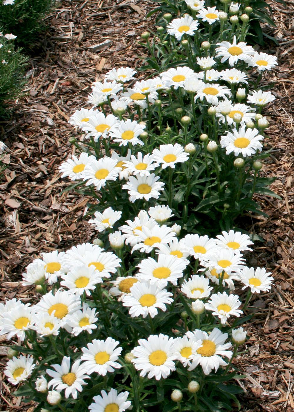 shasta daisy