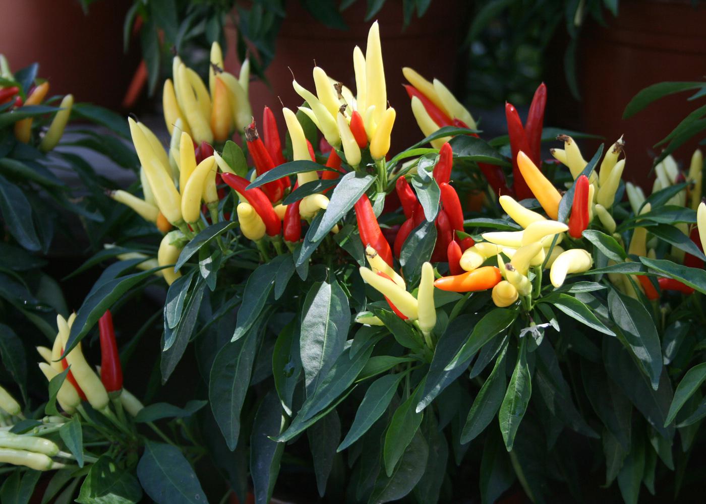 Chilly Chili seems to explode in color, with the fruit starting as yellow green and transitioning to a bright orange and brilliant red. 