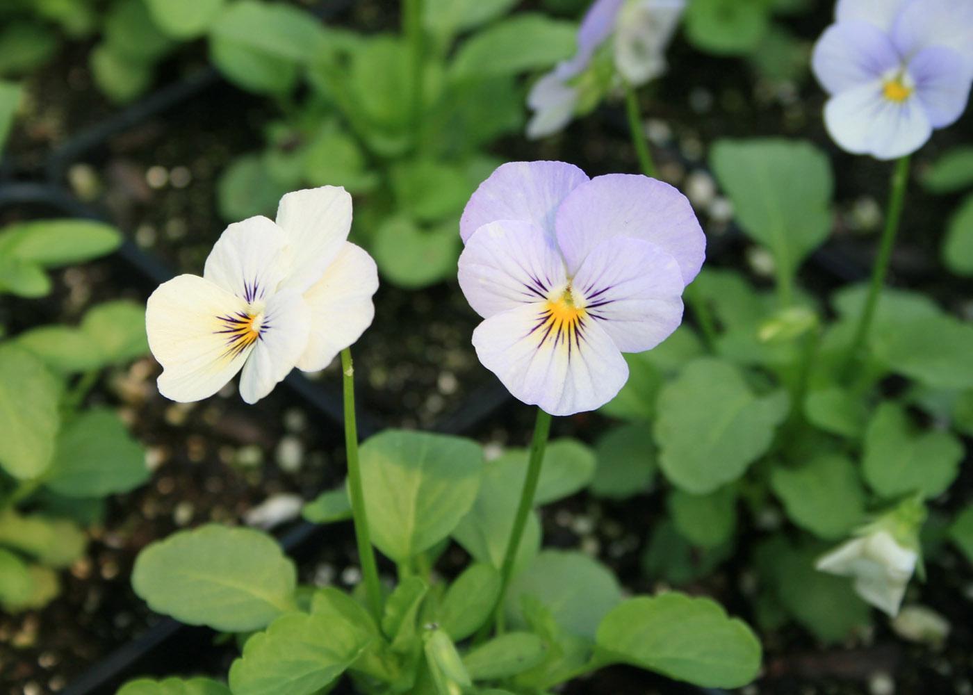 Plant violas in the fall for winter-long color  Mississippi State  University Extension Service