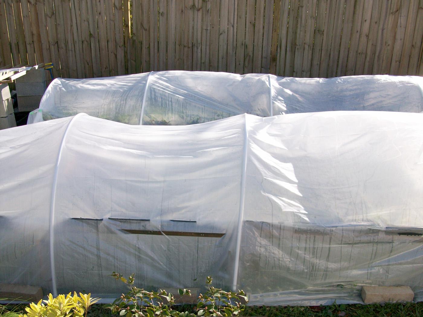 Use PVC pipe and plastic sheeting to make a simple greenhouse structure to provide cold-weather protection for landscape plants.
