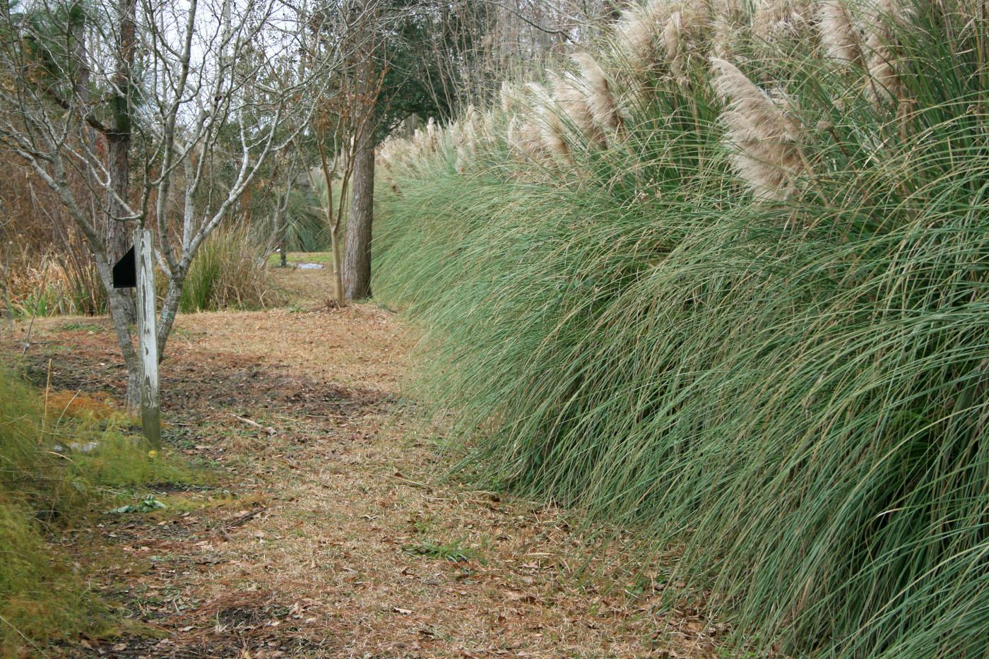 Living screens can block out unpleasant views in landscapes in ways not possible with fences or walls. This row of pampas grass is green and full, even in the winter. (Photo by Gary Bachman)