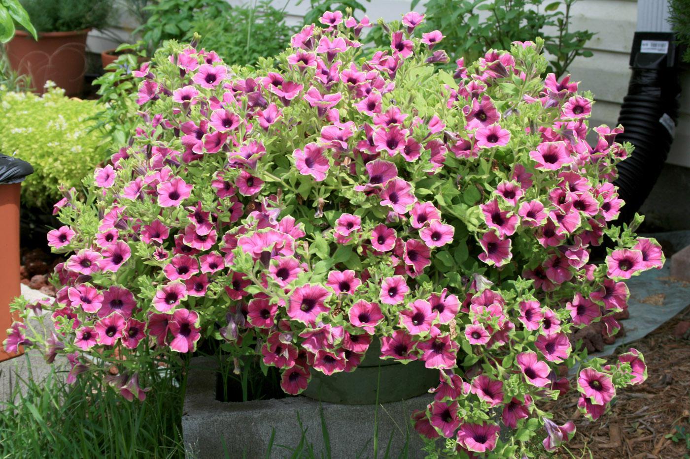 This Pretty Much Picasso petunia looks great because it is growing in high-quality potting mix. (Photo by Gary Bachman)