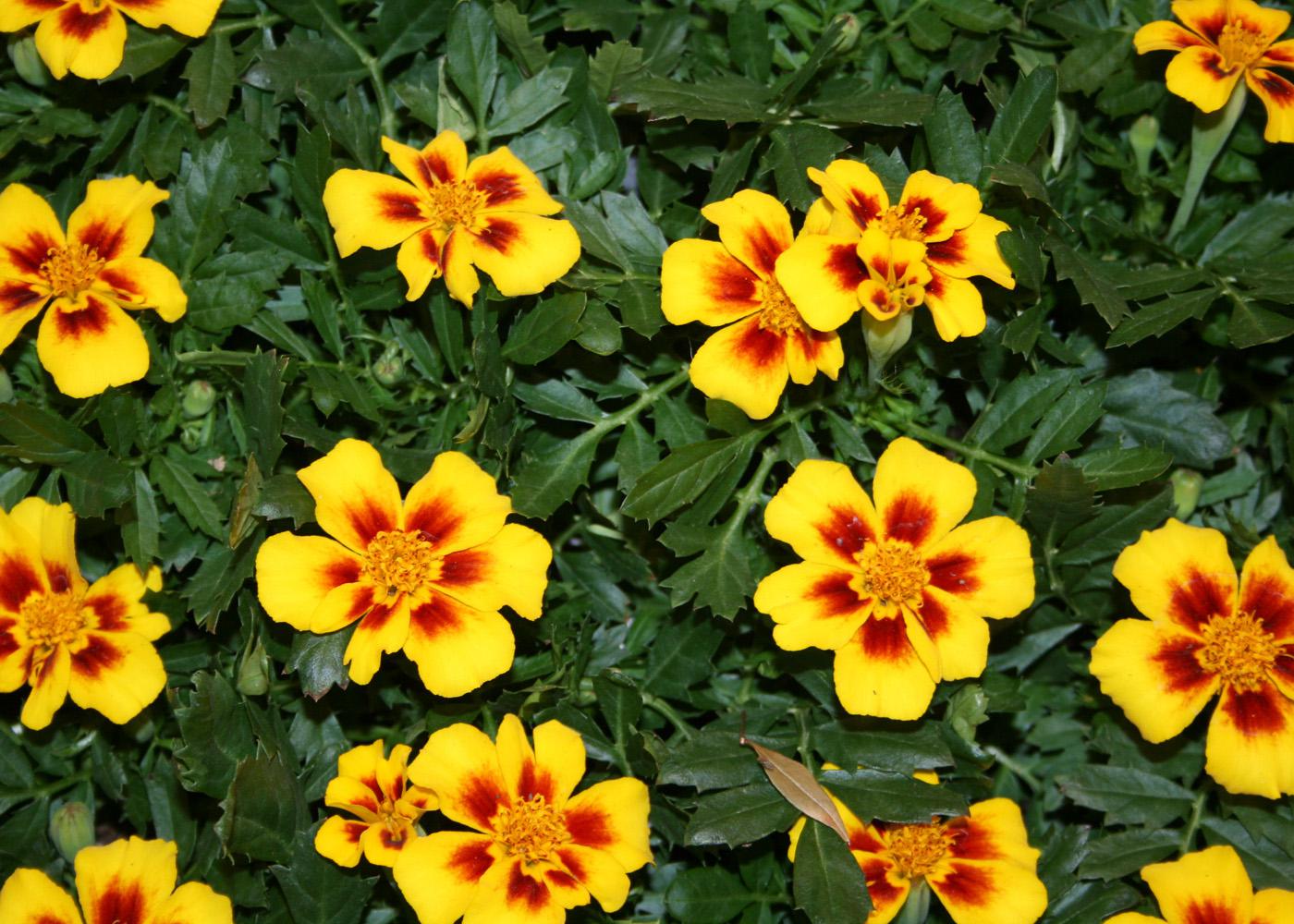 Disco Marietta is a single-flowered marigold that has yellow-orange petals featuring deep mahogany red splotches that look like paint brush strokes at the base of the flower.