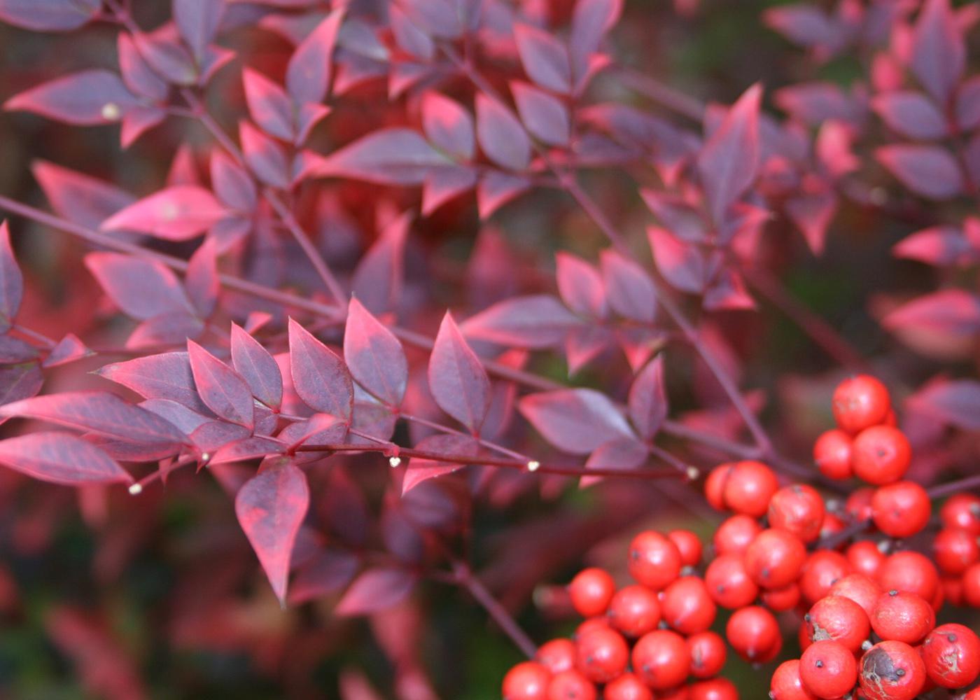 Nandina is a great shrub for providing fall color and berries. The cooler the temperature, the more colorful the plant becomes. Leaves change from bright, glossy green in the summer to a fiery array of reds and burgundies in winter.