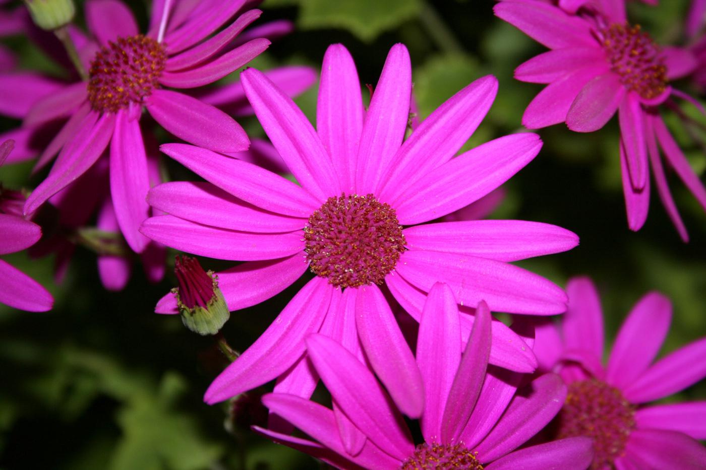 Pericallis Senetti, such as this one in almost iridescent magenta, are gorgeous, flowering plants that love early spring's cool temperatures.
