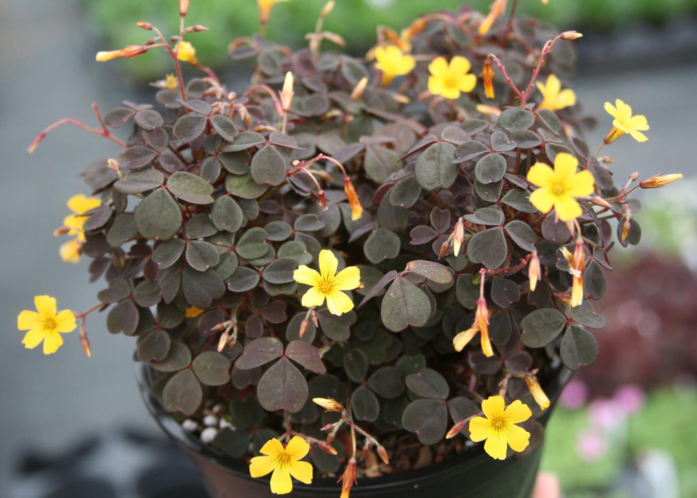 The flowers may be dainty, but the yellow blossoms shine brightly with the dark purple/black foliage background of this Zinfandel shamrock.