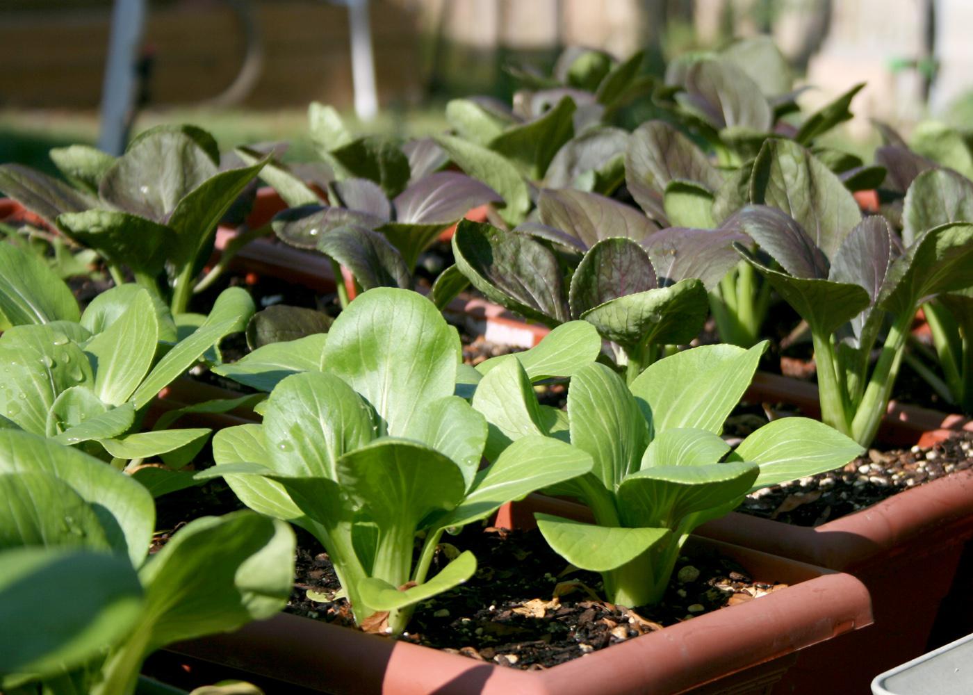 Vegetable container gardening - Gardening at USask - College of Agriculture  and Bioresources