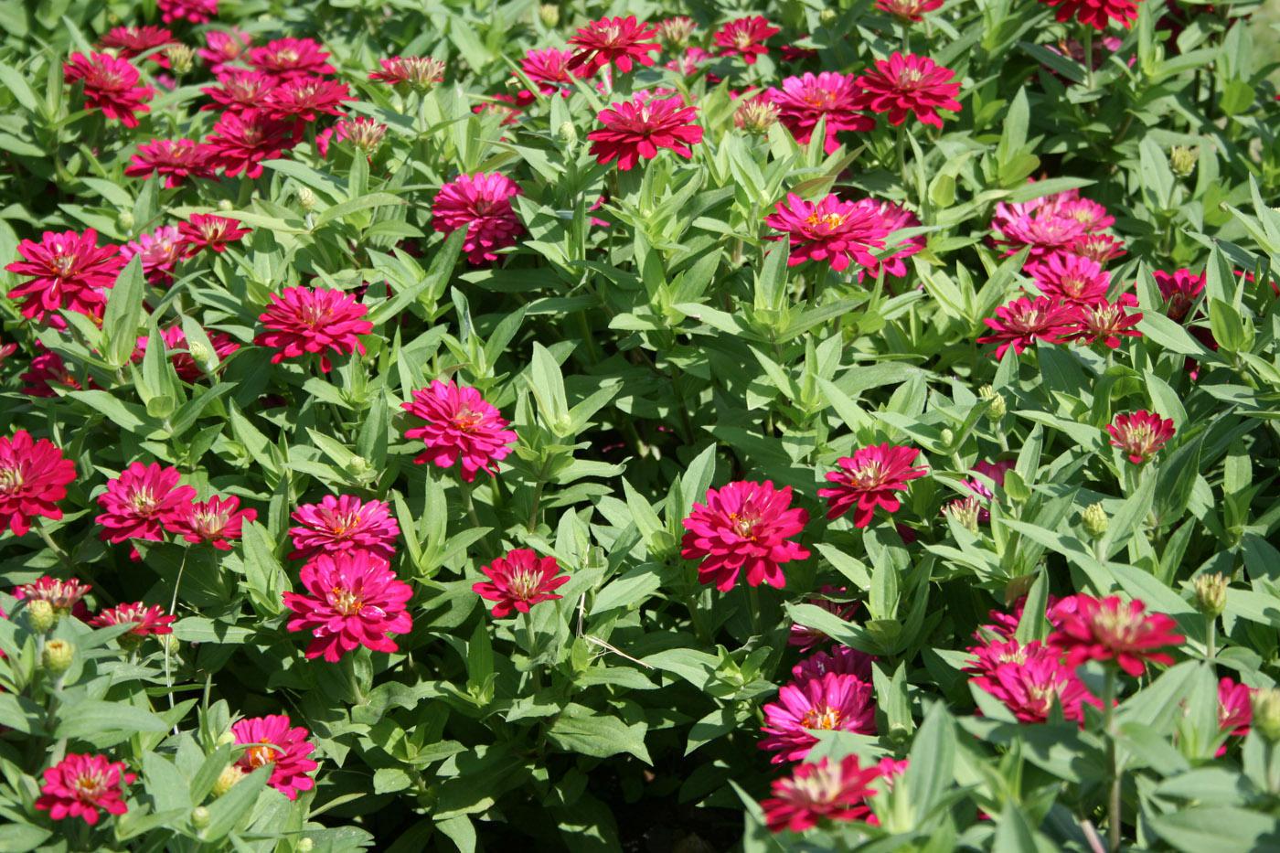 The exciting double-flower Double Cherry Zahara zinnias have deep magenta blooms with a center that lightens as the flowers mature.