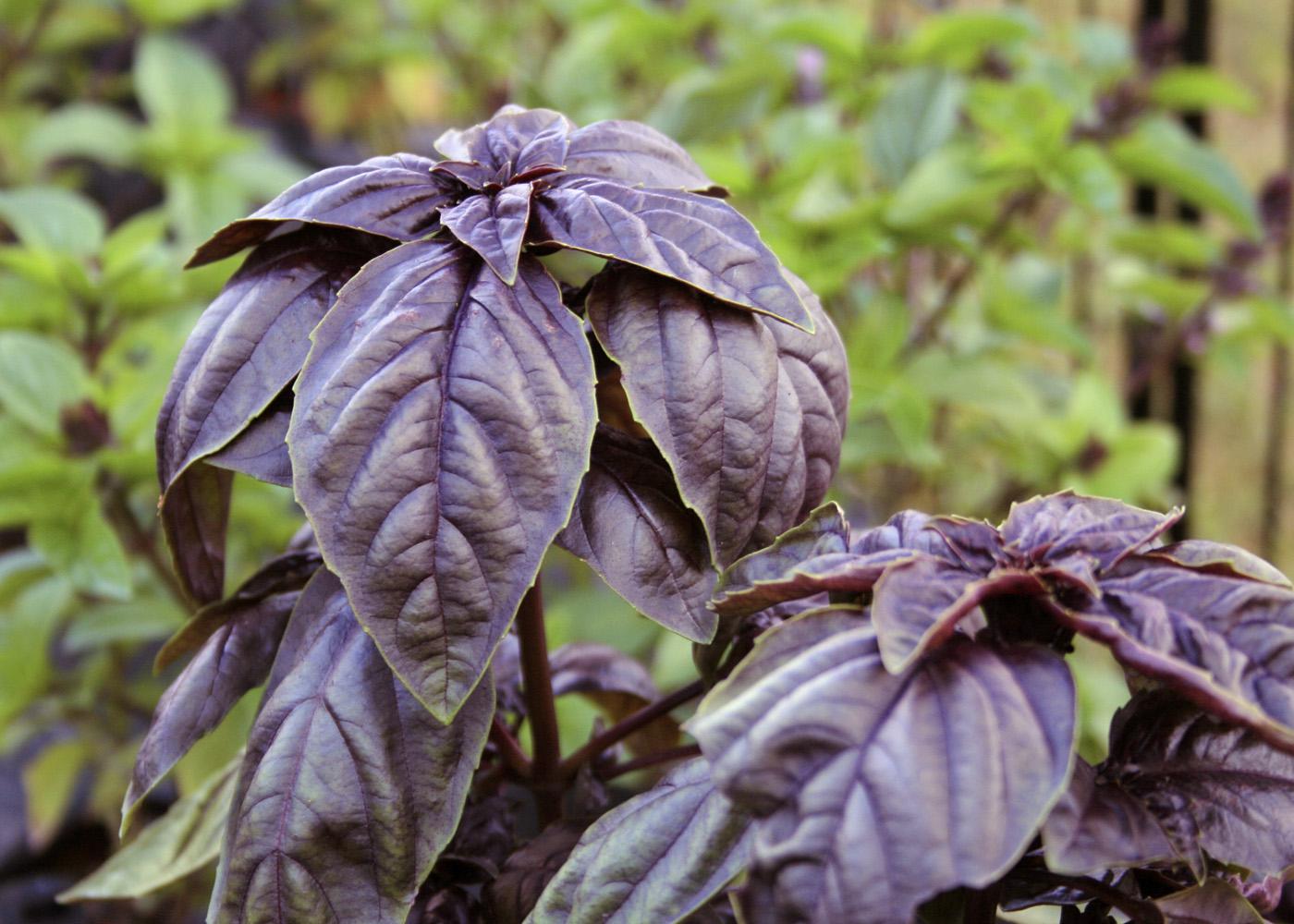 Summer basil is beautiful tasty Mississippi State University