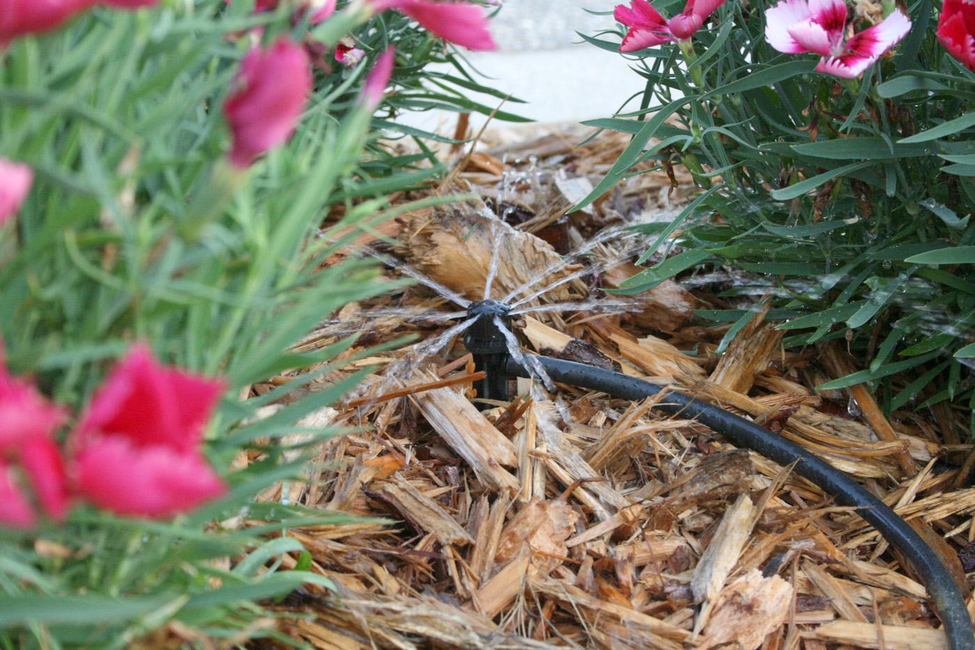 Micro-irrigation systems, such as this sprinkler watering Telstar dianthus, supply water directly to the soil around the plants. (Photo by Gary Bachman)
