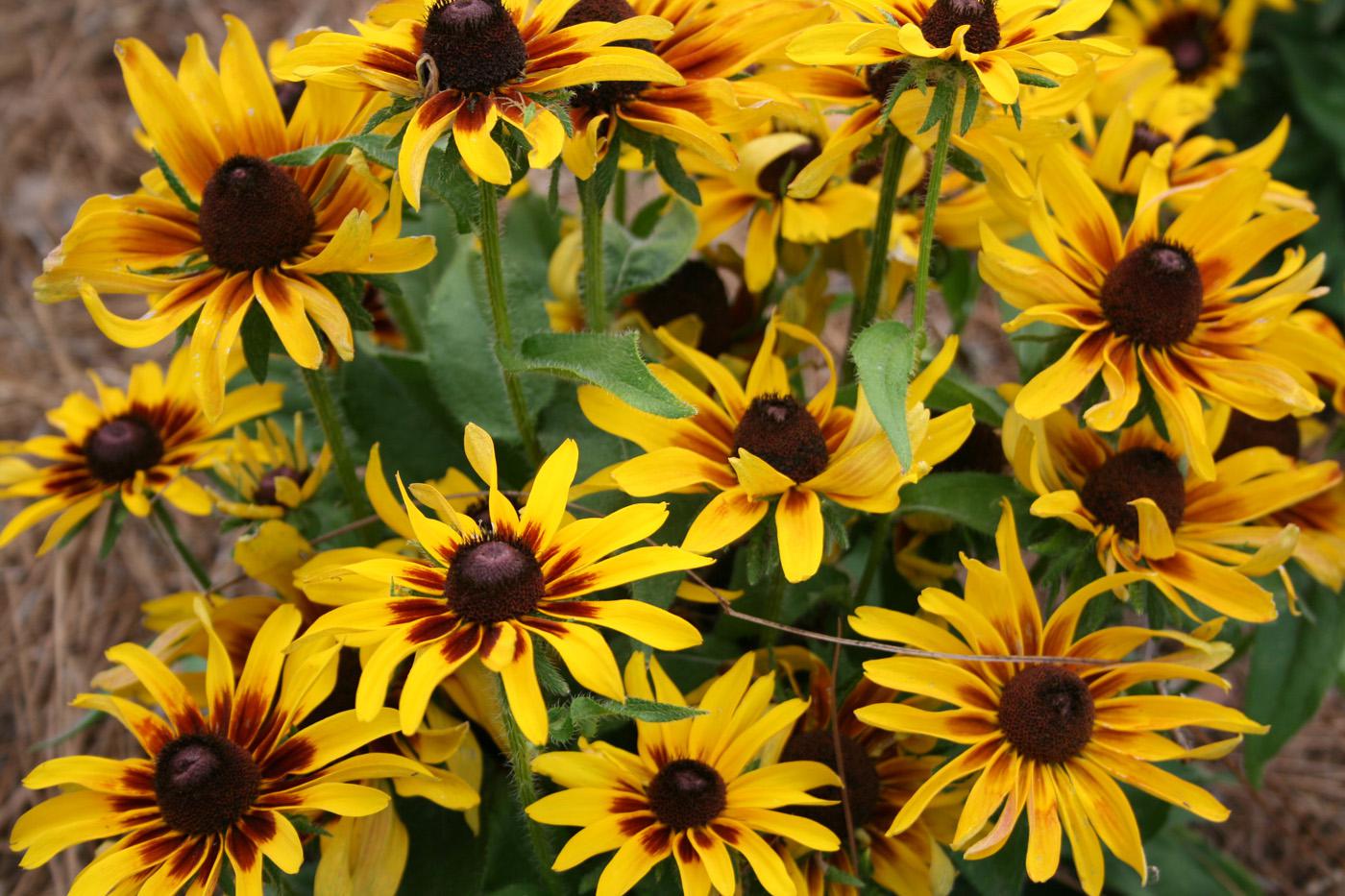 The golden yellow petals and dark red halo of Denver Daisy rudbeckia make a bright statement in the summer landscape. (Photo by Gary Bachman)