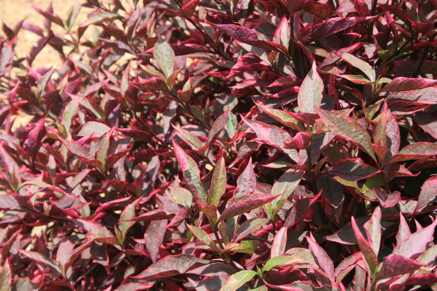 Brazilian Red Hot is a Joseph's Coat with wavy leaves that are variegated with purplish centers and fluorescent fuchsia margins. (Photo by Gary Bachman)
