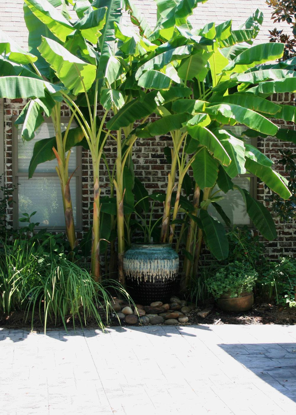 Japanese fiber bananas planted around a large urn fountain and combined with Louisiana iris add a tropical flair to this outdoor patio. (Photo by MSU Extension Service/Gary Bachman)