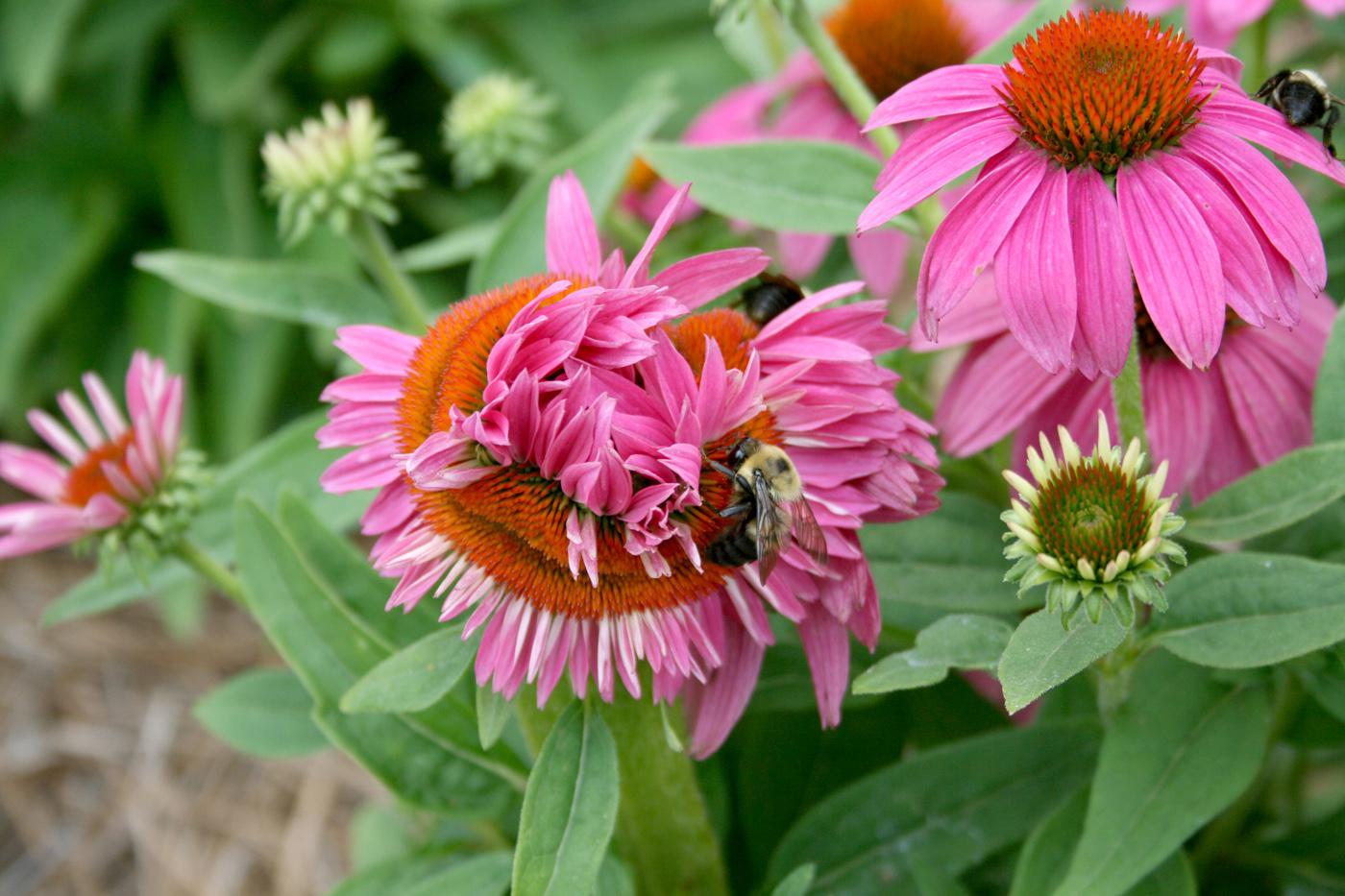 Fasciation is a mutation in plants that causes strange growth and development. This fasciated flower of Pow Wow Wild Berry coneflower displays contorted growth, while the flower on the right is normal. (Photo by Gary Bachman)