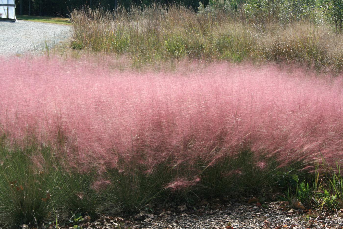 Winter grasses online