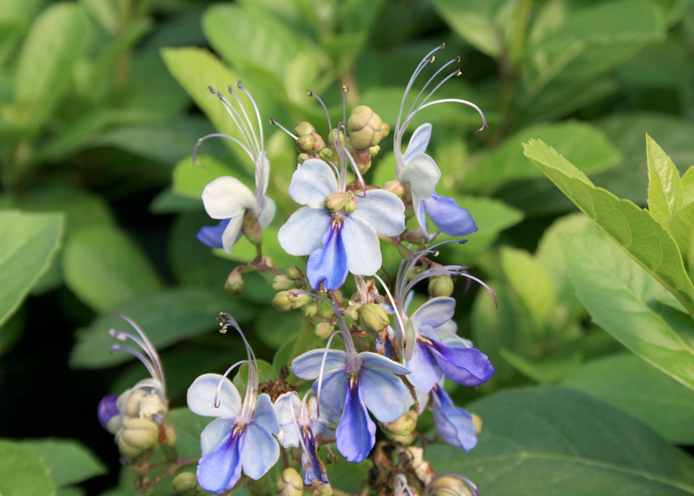 A blue butterfly plant is true blue | Mississippi State University