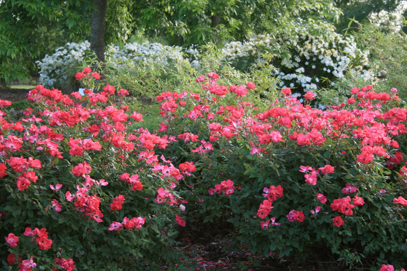 Knock Out Roses Care, Planting & Pruning