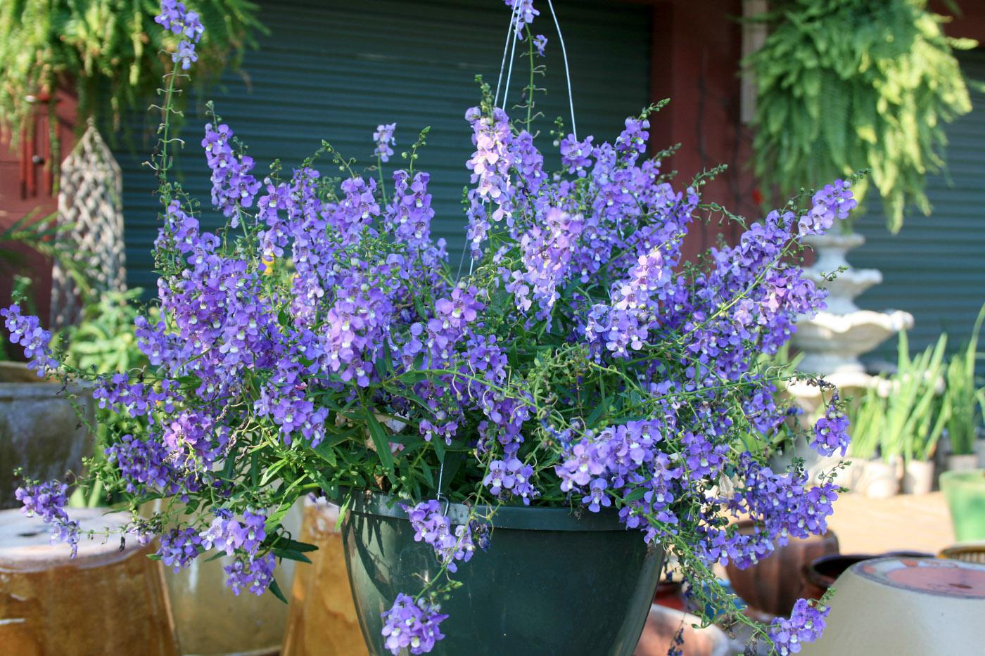 Plant Tough Angelonia For Summer Long Color Mississippi State University Extension Service