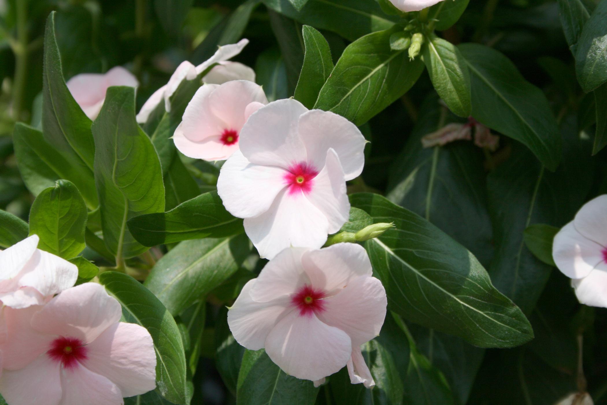 Annual flowering vinca, such as this Cora Apricot, is a solid performer in our Mississippi gardens and landscapes. Known botanically as Catharanthus rosea, some garden centers may label it Madagascar periwinkle. (Photo by MSU Extension Service/Gary Bachman)