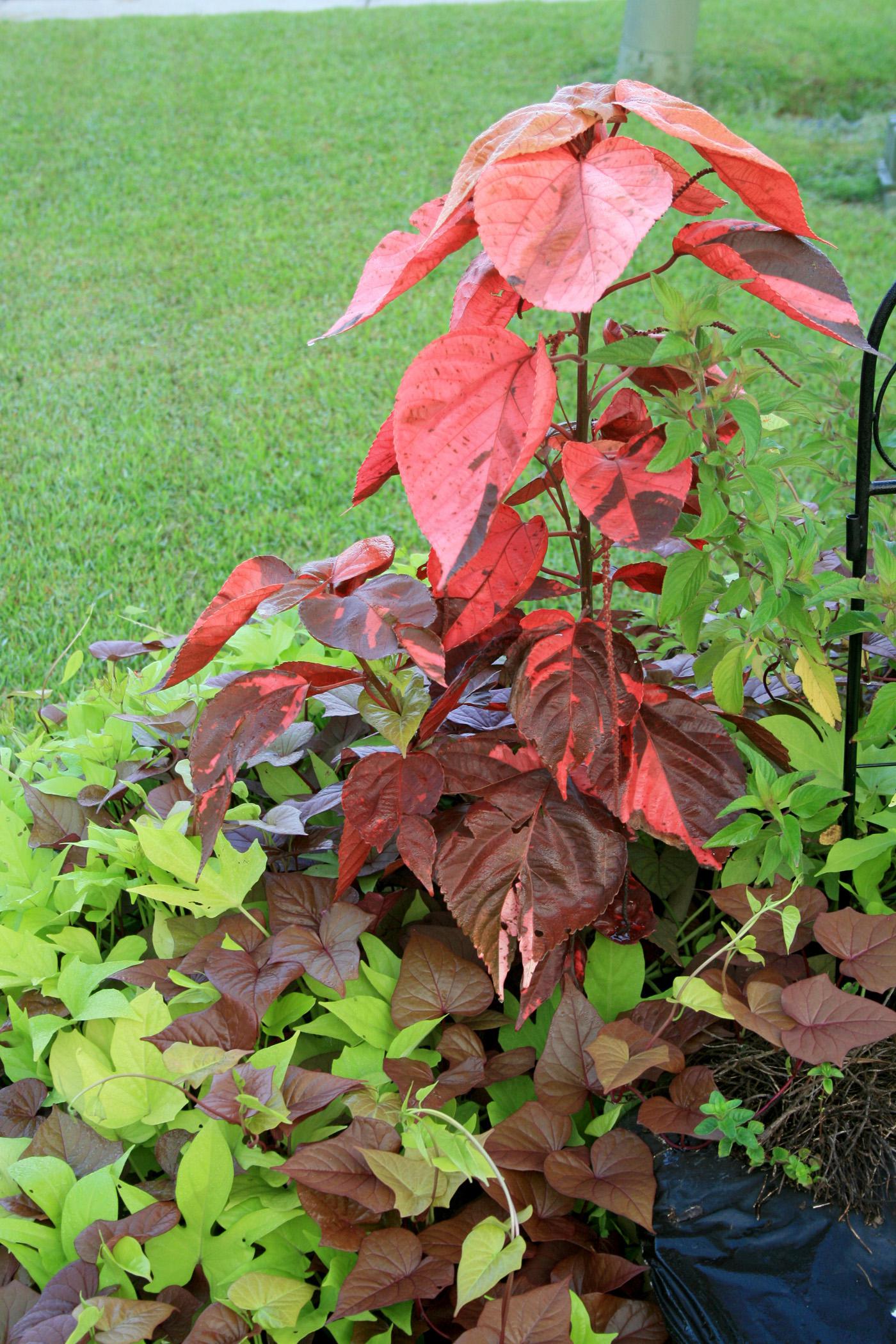 Variegated Copper Leaf