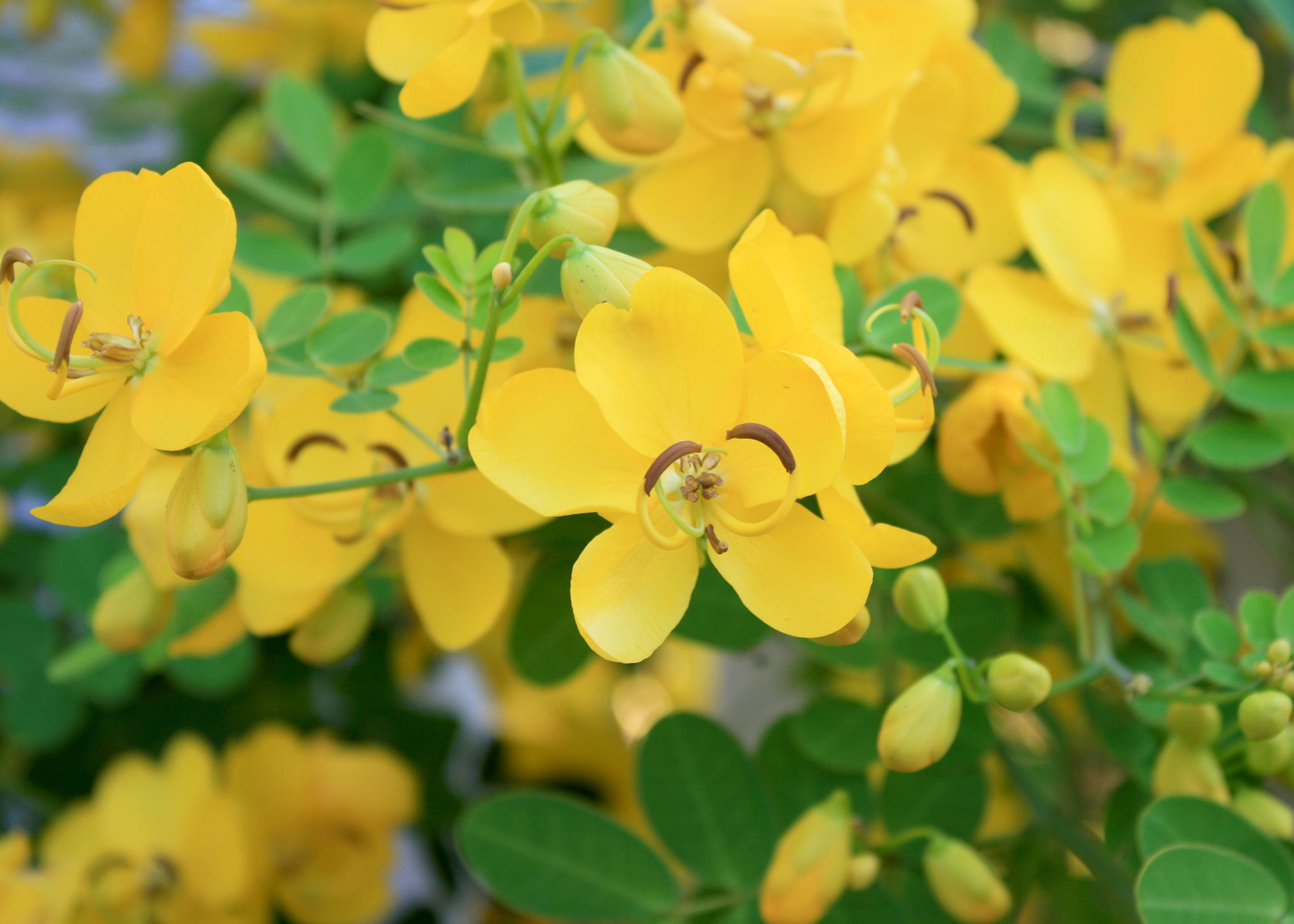 winter-cassia-brings-profusion-of-blooms-mississippi-state-university