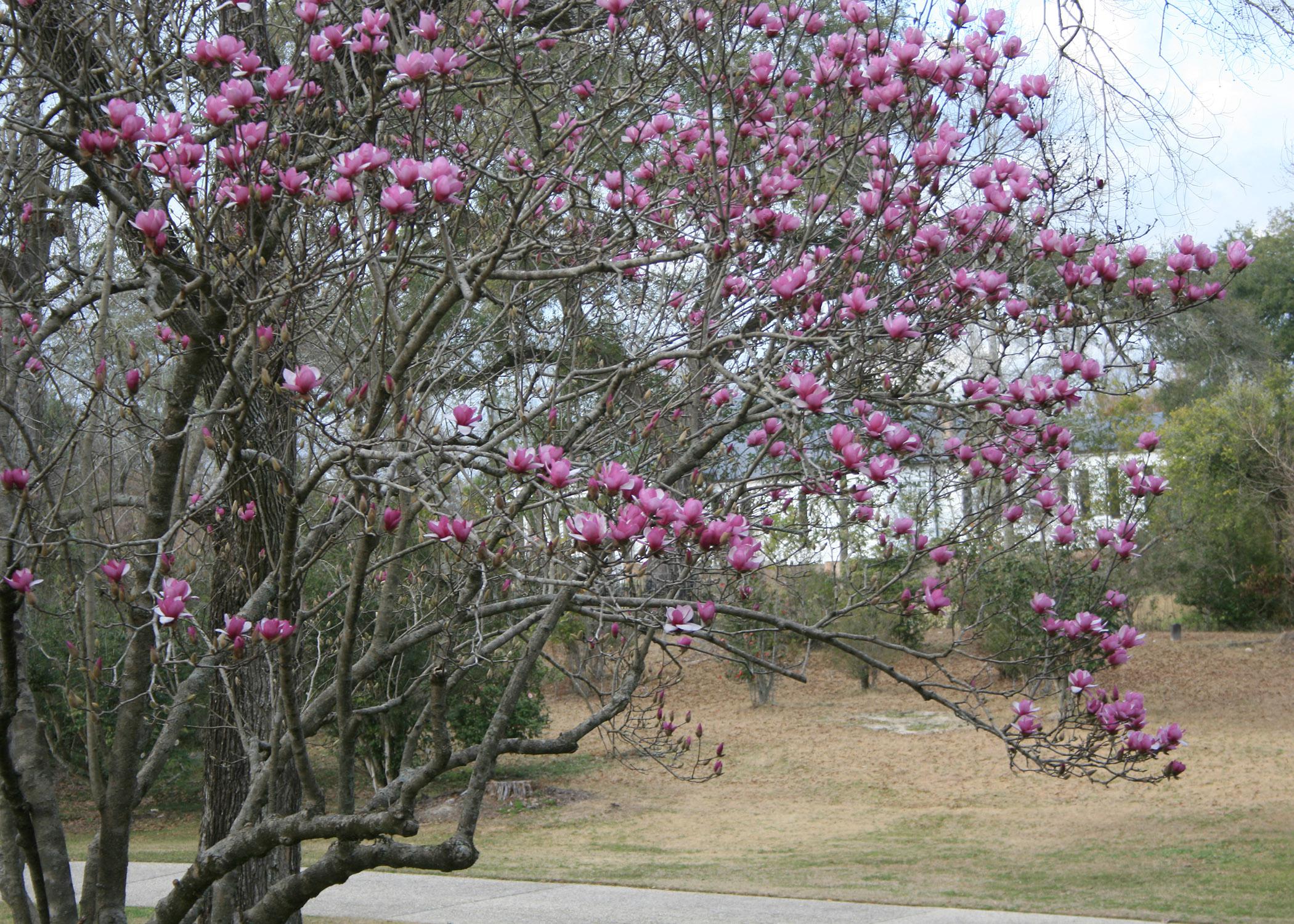 japanese magnolia tree