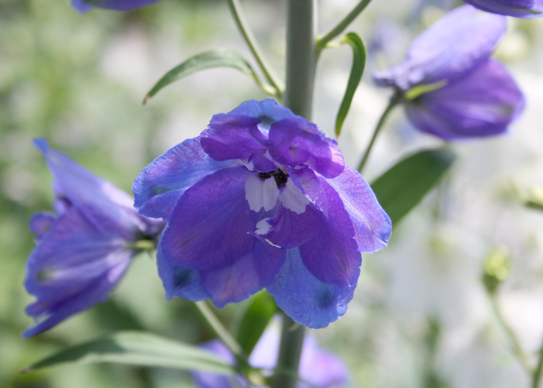Delphinium is a garden classic with iridescent blue flowers on long spikes, but it must be planted from November to early February. (Photo by MSU Extension Service/Gary Bachman)