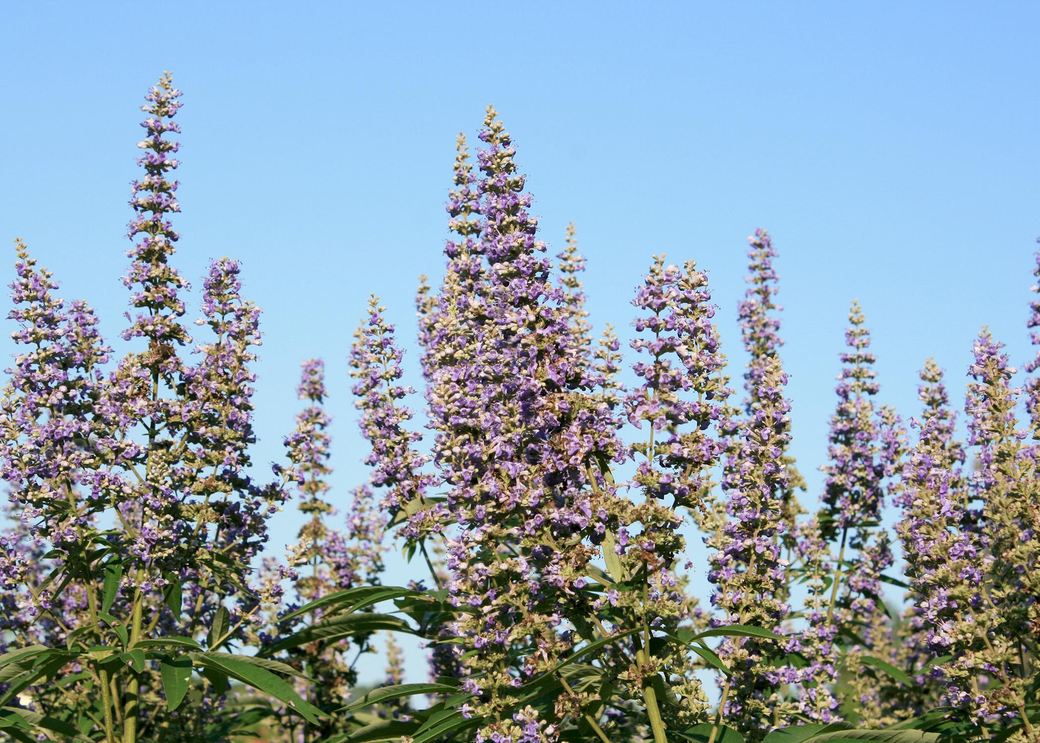 Vitex is a flowering shrub or small tree that blooms for at least six weeks in Mississippi's summer. Its brilliant flowers attract bees, butterflies and hummingbirds. (Photo by MSU Extension Service/Gary Bachman)