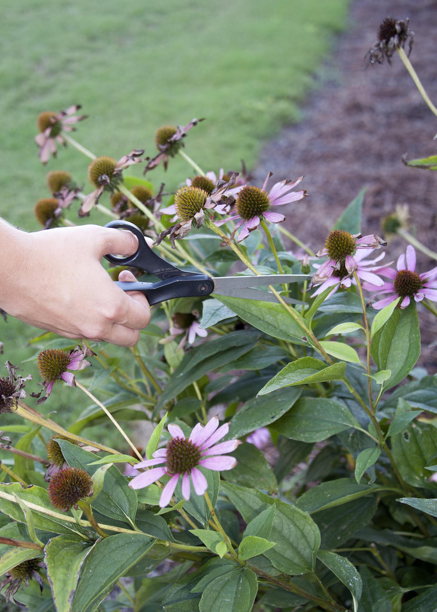 Removing spent flowers has big benefits for plants. For plants having single flowers, such as this Echinacea, simply deadhead spent flower stalks with a pair of scissors. (Photo by MSU Ag Communications/Kat Lawrence)