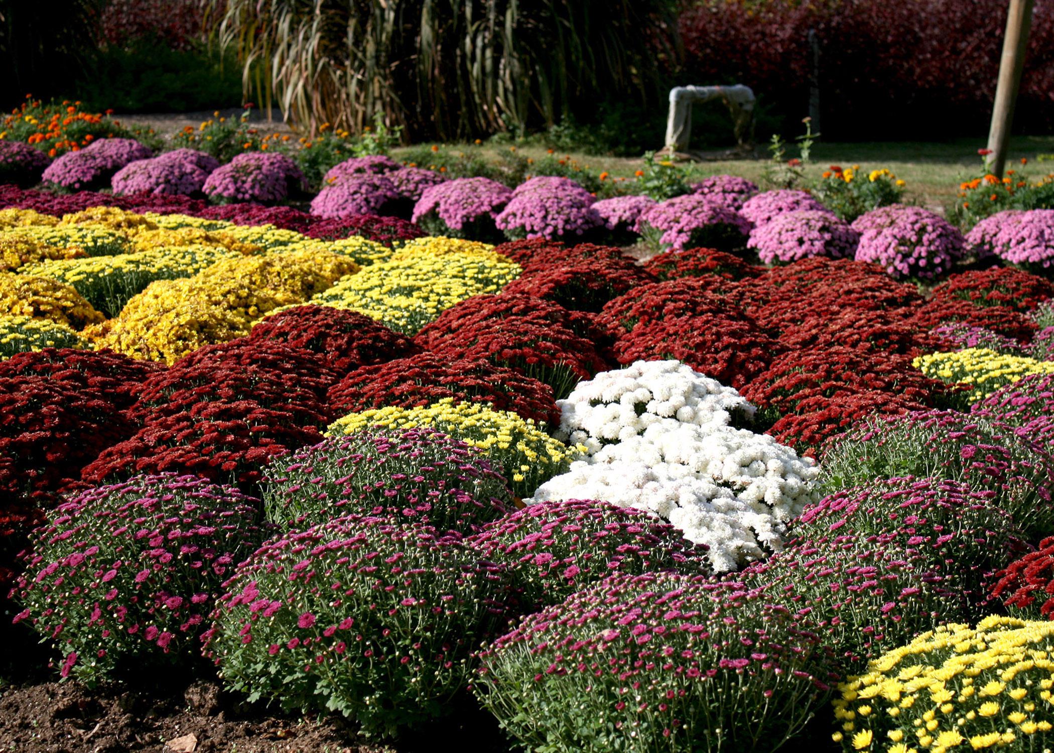 Fall-flowering mums come in many warm colors to complement almost any home color scheme. (Photo by MSU Extension Service/Gary Bachman)