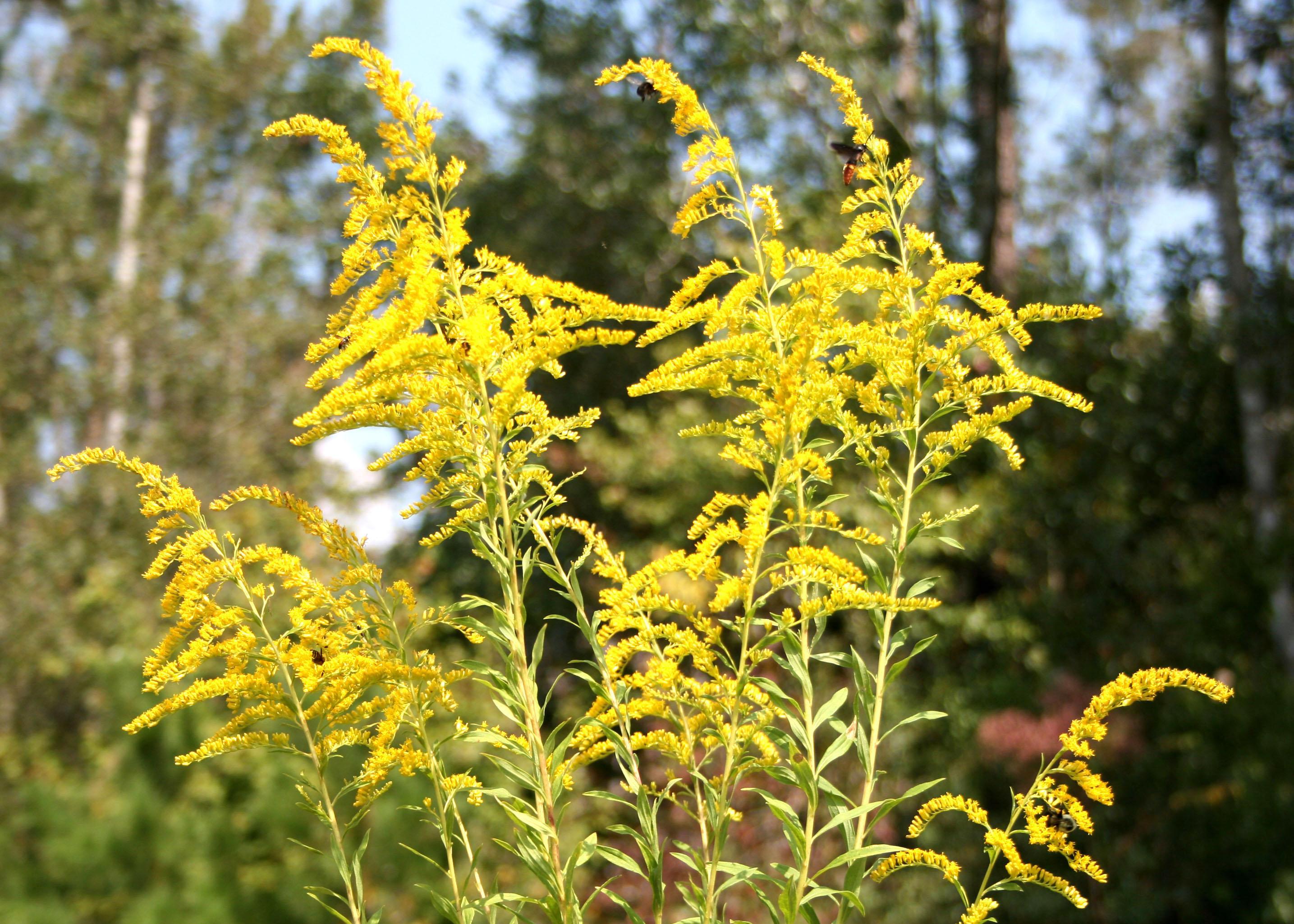 Goldenrod can be garden asset, not allergy problem | Mississippi State