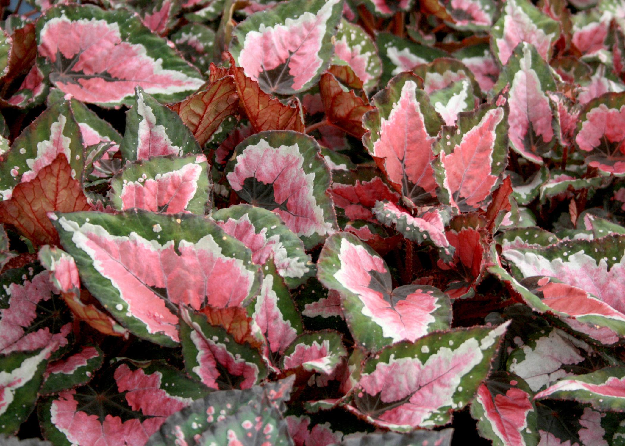 The Hilo Holiday Rex begonia has coarse-textured leaves with colorful streaks and splashes of silver, cream and burgundy. It has the potential to become a cornerstone of Christmas decorating. (Photo by MSU Extension Service/Gary Bachman)