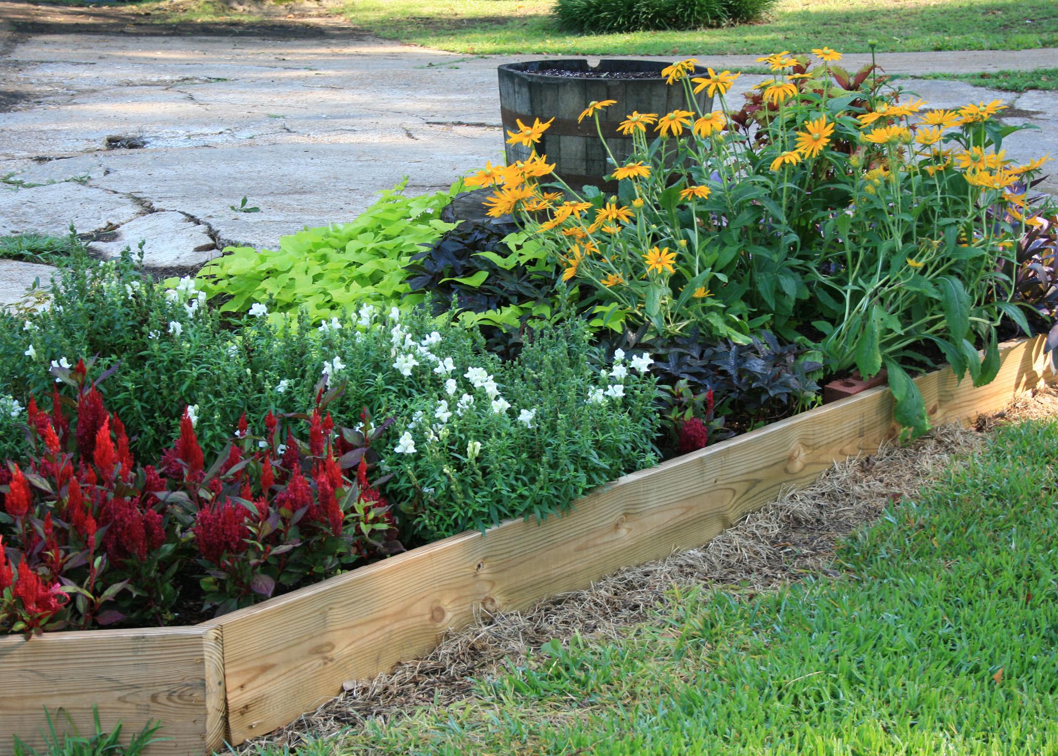 Treated lumber, such as 2-by-6-inch boards, makes constructing raised beds quick and easy. (Photo by MSU Ag Communications/Gary Bachman)