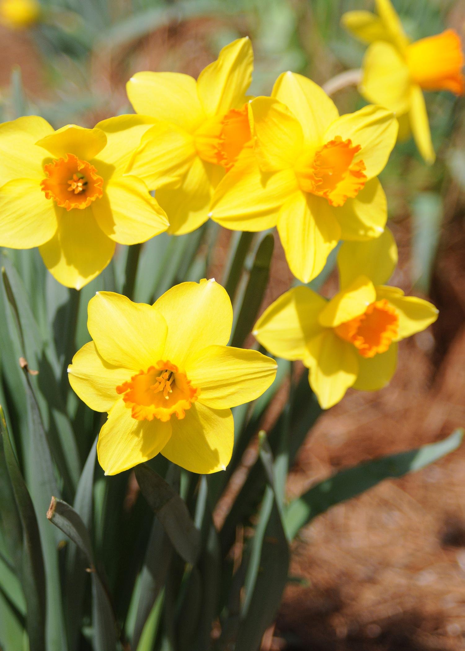 Yard and Garden: Caring for Daffodils