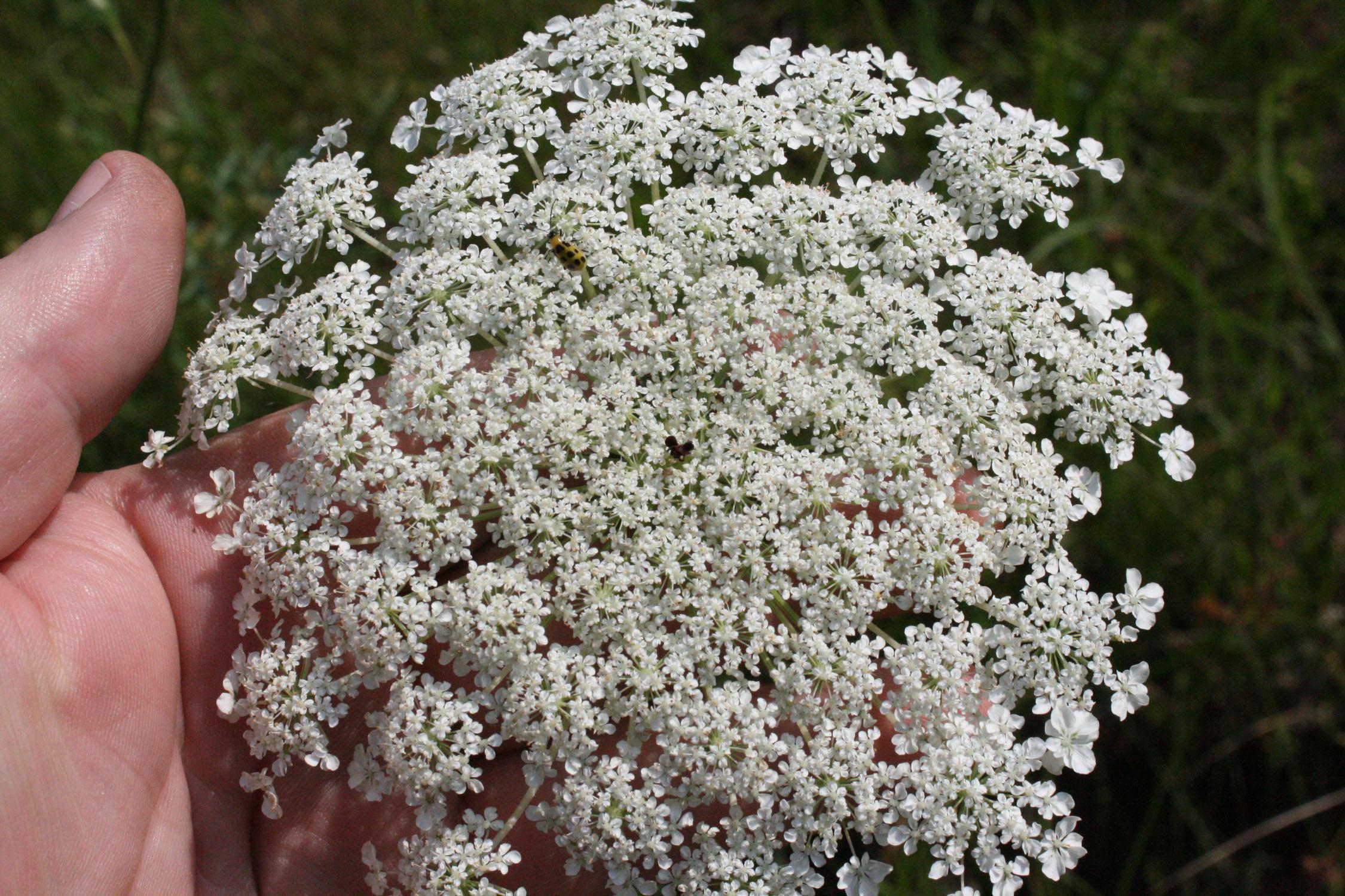 Queen Anne's Lace thrives in landscapes