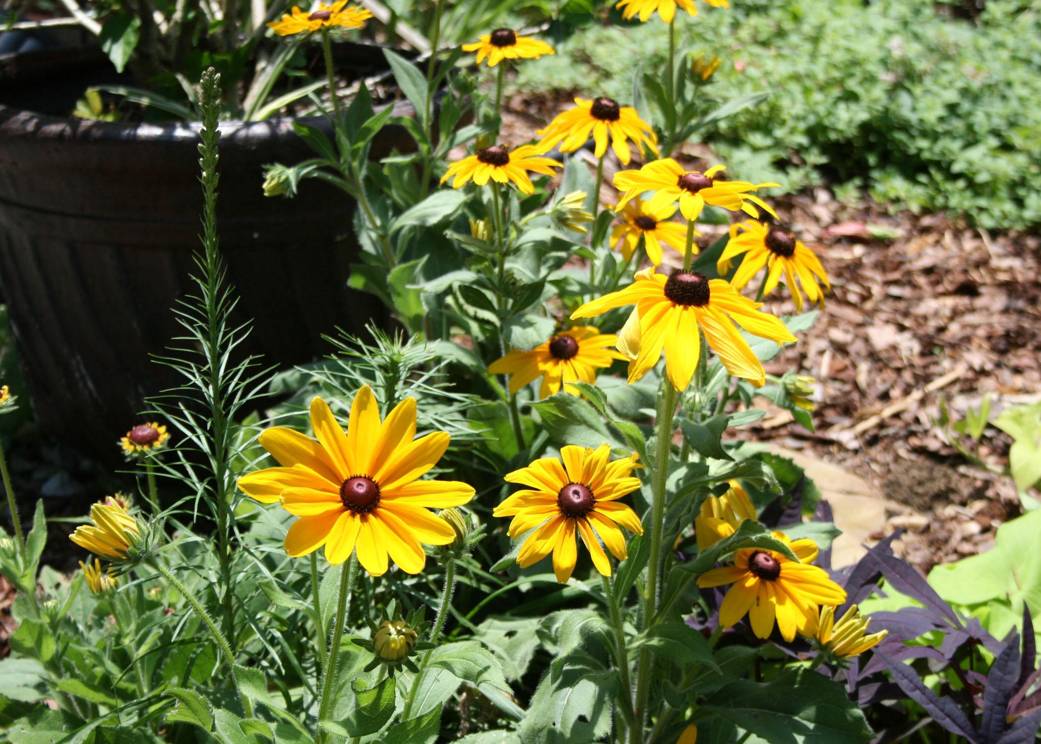 Black Eyed Susans Offer Summer Long Blooming Mississippi State University Extension Service,Outdoor Poinsettia Care