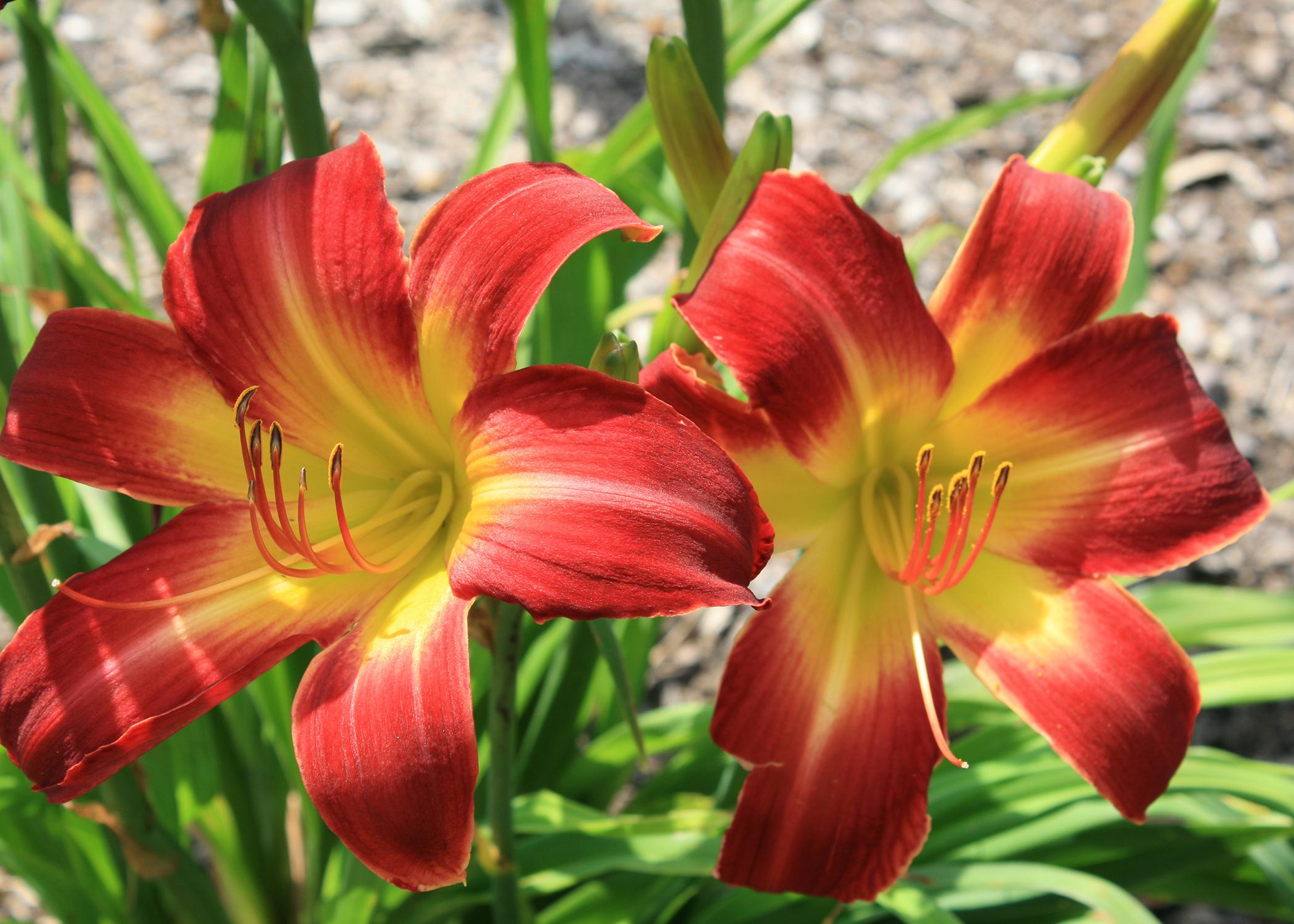 Suburban Nancy Gayle is an outstanding new daylily selection developed in Hattiesburg. It has outstanding landscape performance and is resistant to daylily rust. (Photo by MSU Extension Service/Gary Bachman)