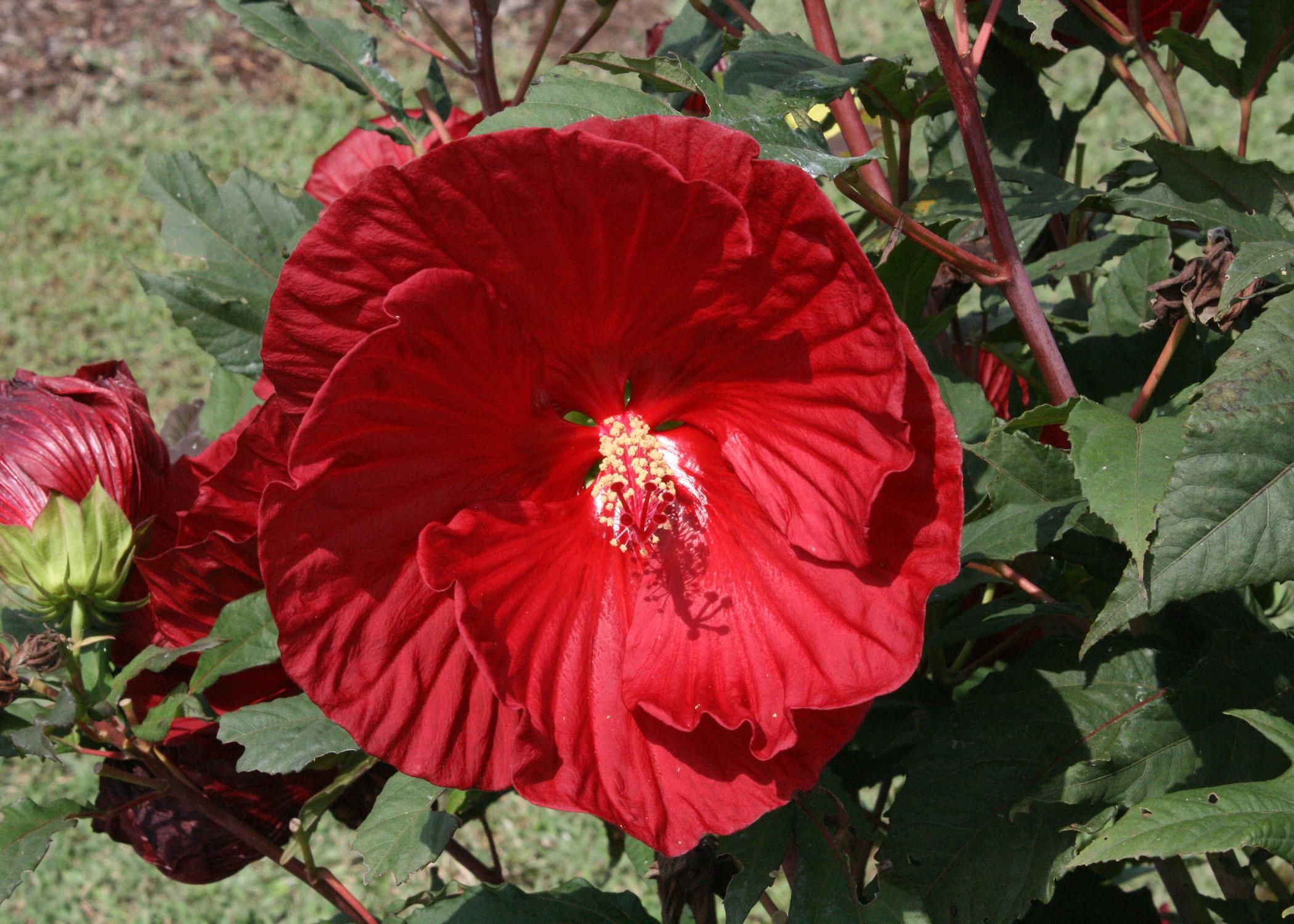 Bring the Heat with Hardy Hibiscus - Grimm's Gardens