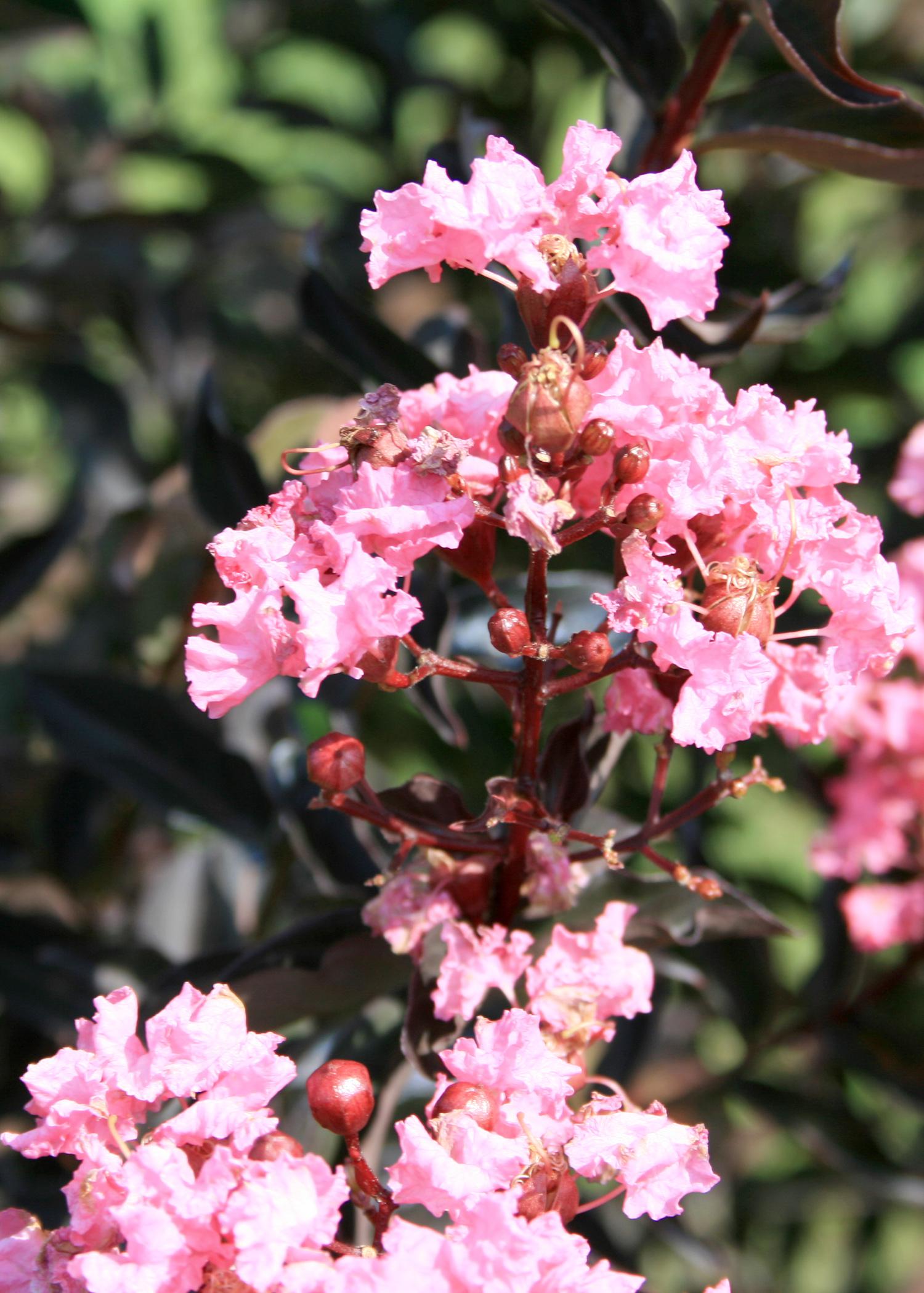 2015 Mississippi Medallion winner Delta Jazz crape myrtle, developed by Mississippi State University, has leaves that emerge a raspberry-maroon and then turn mahogany-brown, accenting large clusters of pink flowers in late summer. (Photo by MSU Extension Service/Gary Bachman)