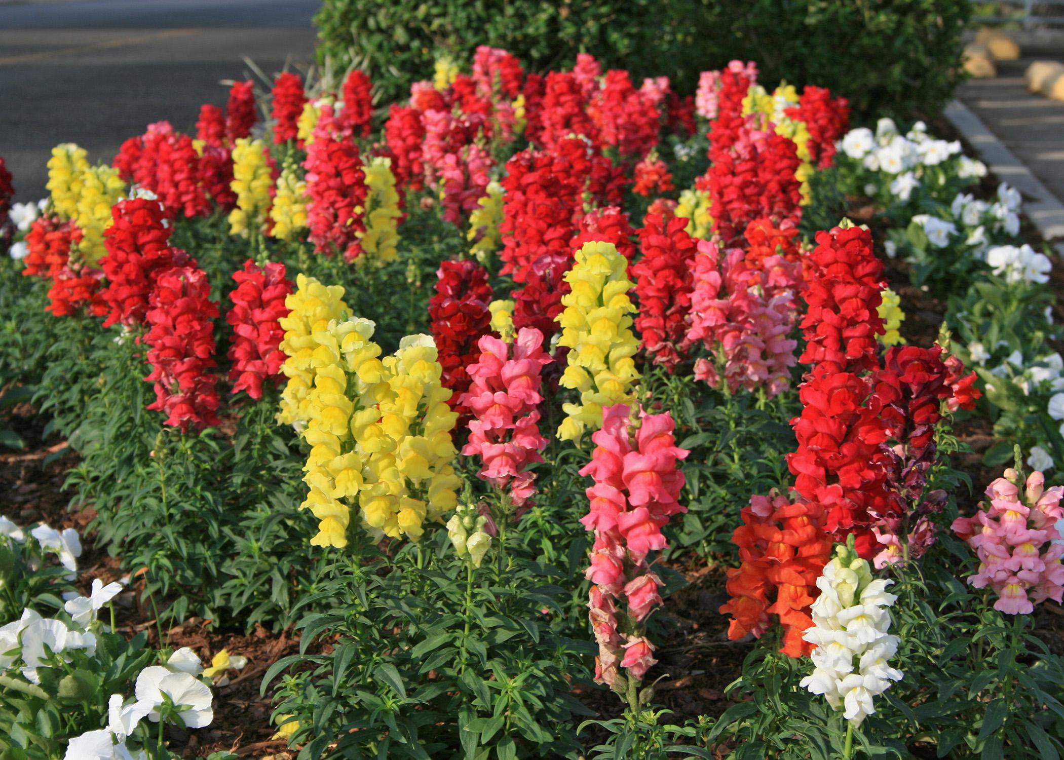 Sonnet snapdragon plants grow up to 30 inches tall and offer colorful flower spikes in a kaleidoscope of shades that are great as cut flowers. They are thrilling in a cool-season combination container and have a soft cinnamon scent. (Photo by MSU Extension Service/Gary Bachman)