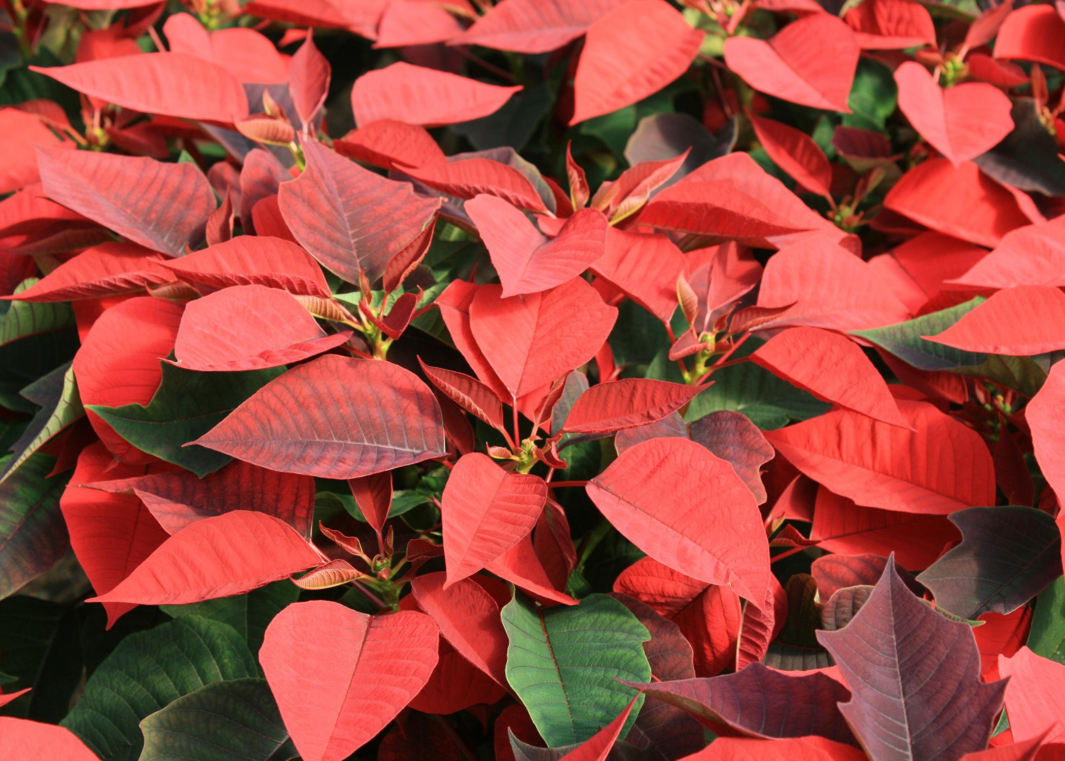 Poinsettias, which are known in their native Mexico as Flores de la Noche Buena, or Flowers of the Holy Night, may be the perfect Christmas plant. (Photo by MSU Extension Service/Gary Bachman)