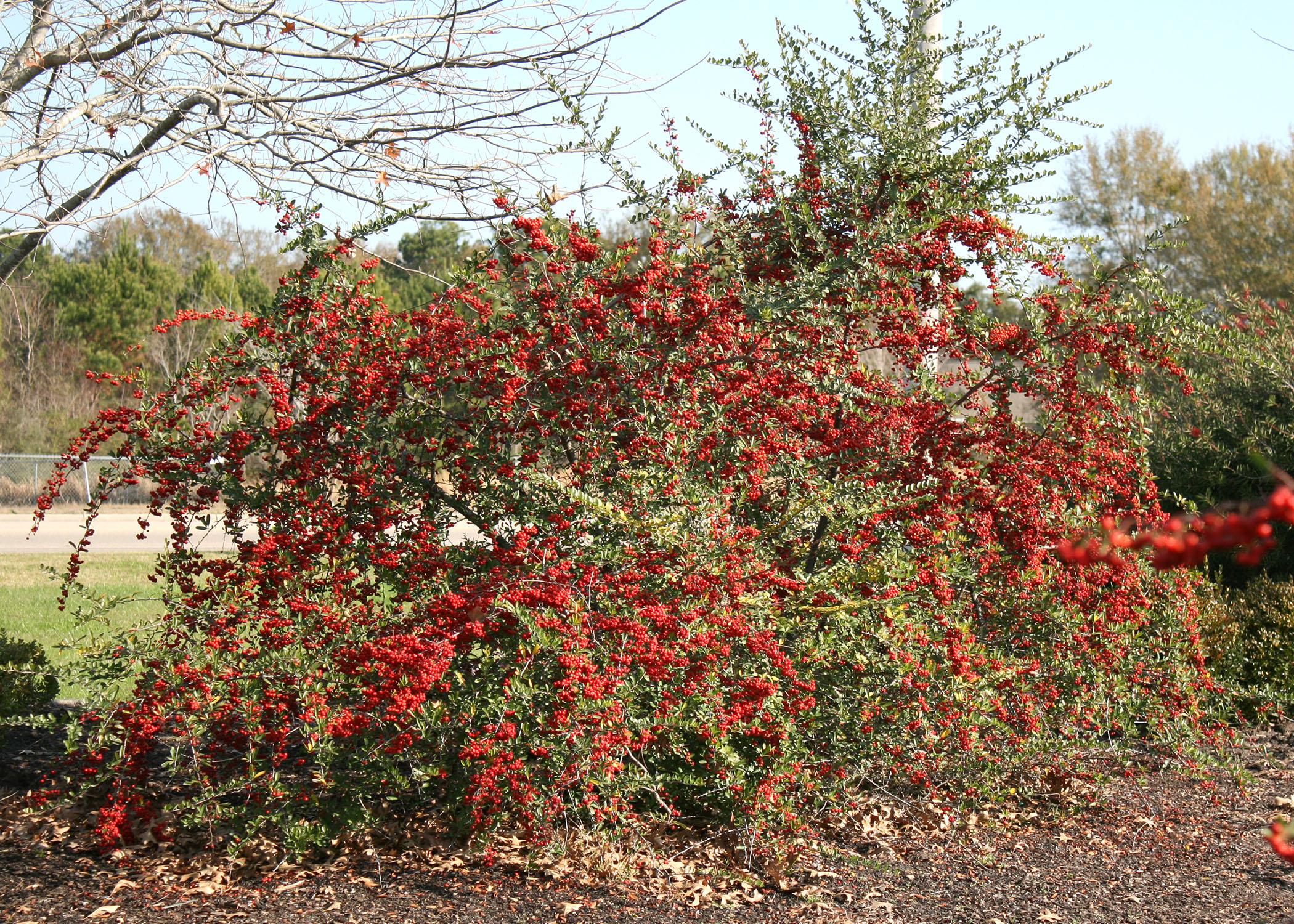 The heavy fruit clusters of Pyracantha seem to drip off the branches, adding beauty and interest to any winter landscape. (Photo by MSU Extension Service/Gary Bachman)